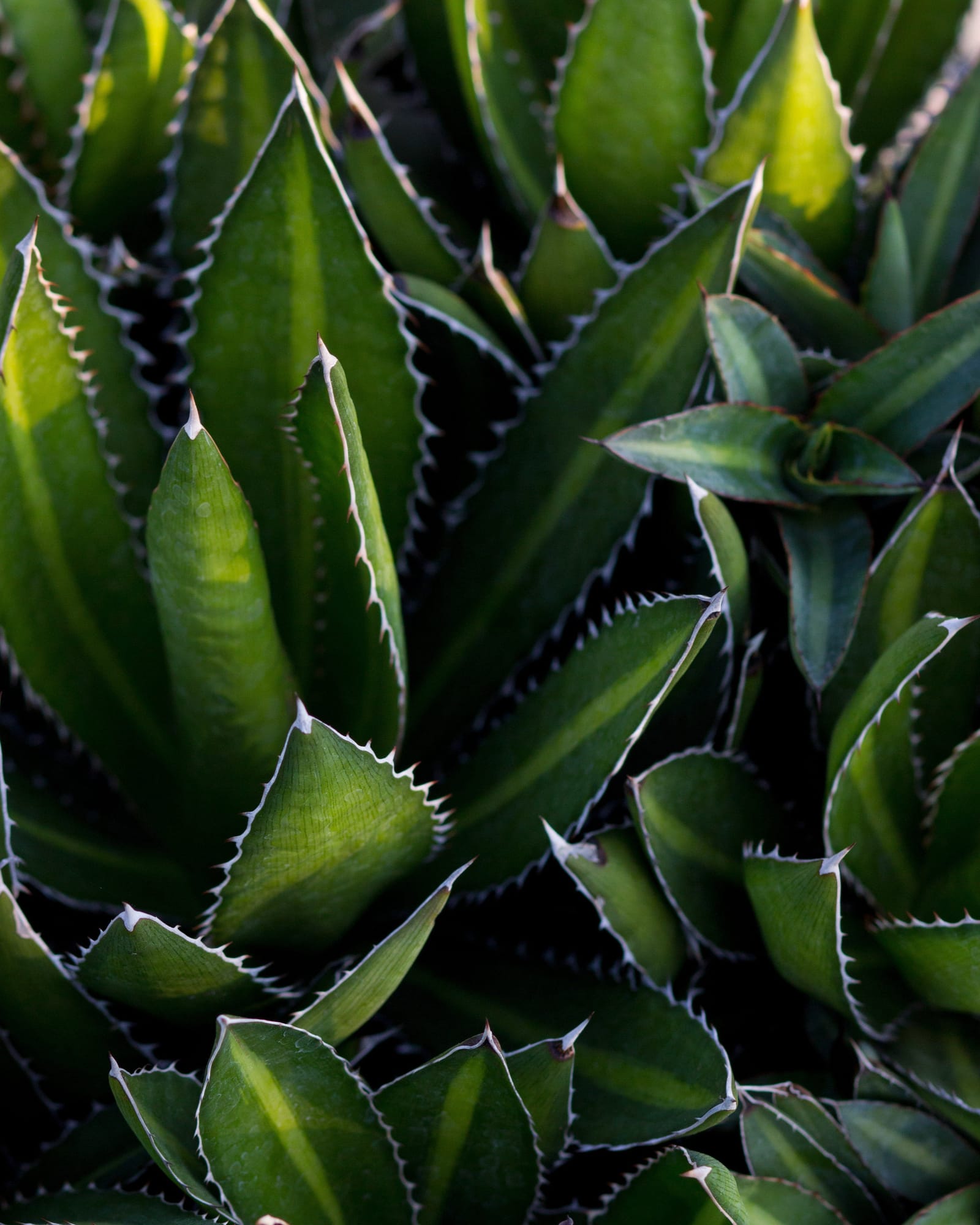 Splendida Agave - view 2