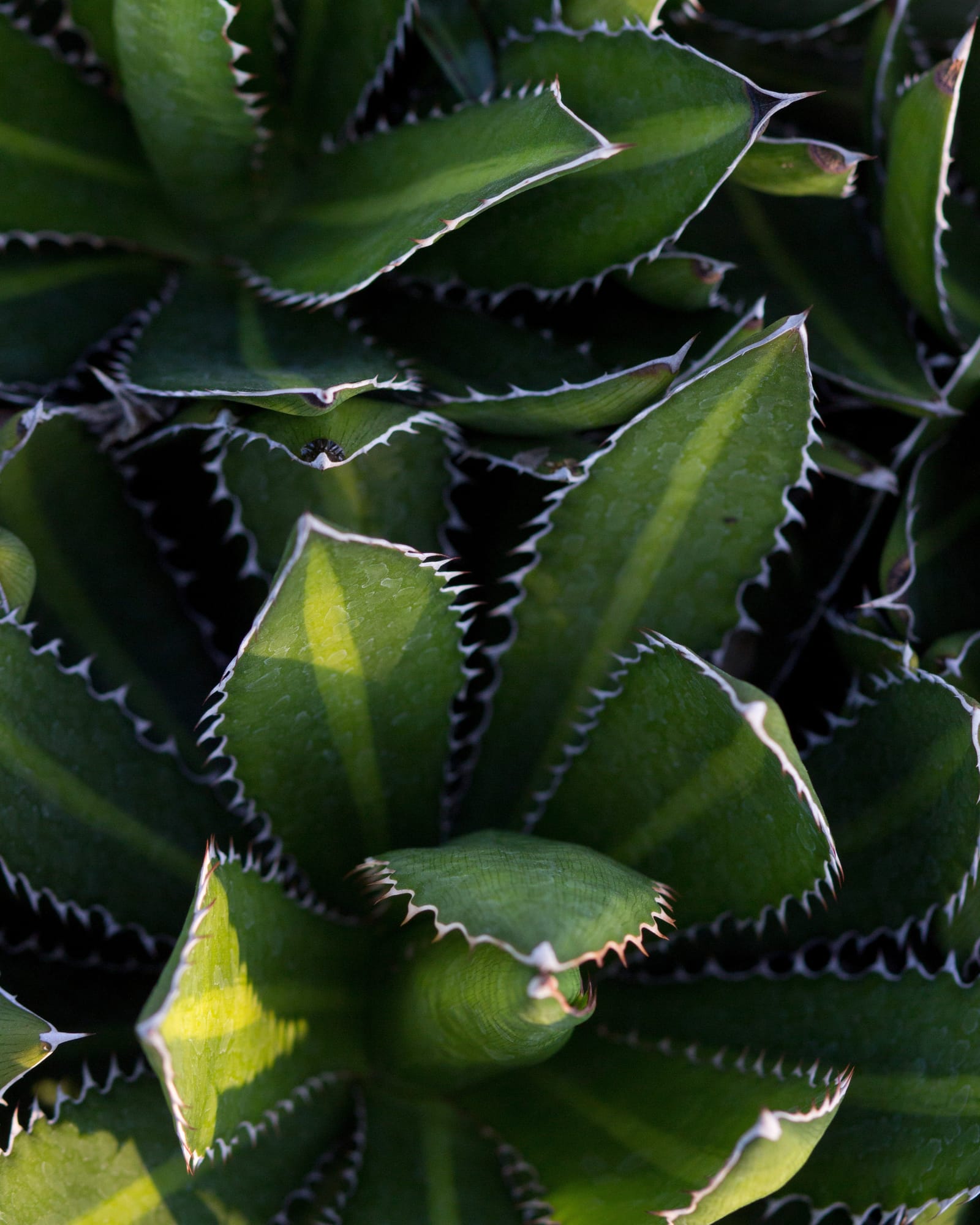 Splendida Agave - view 3
