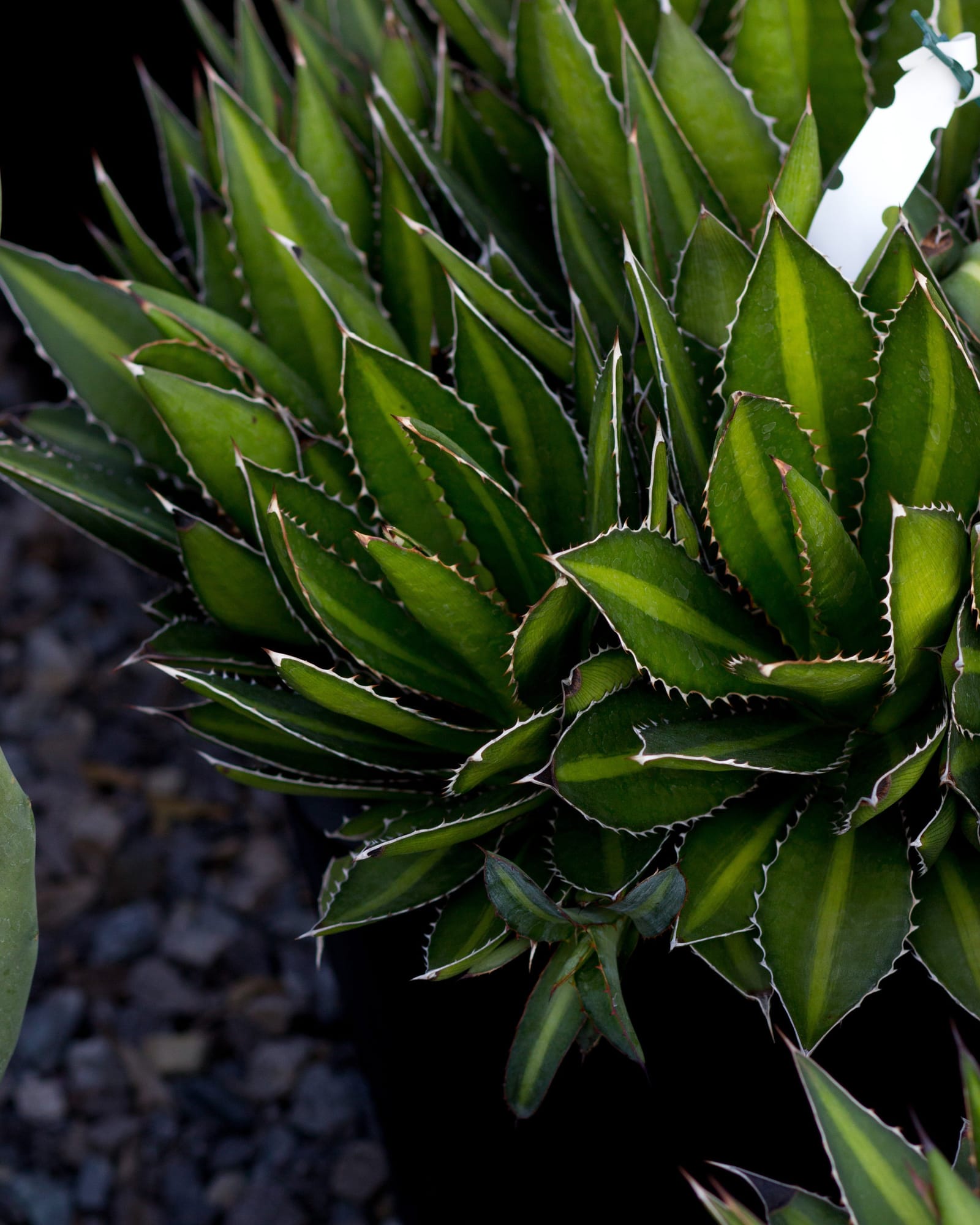 Splendida Agave - view 4