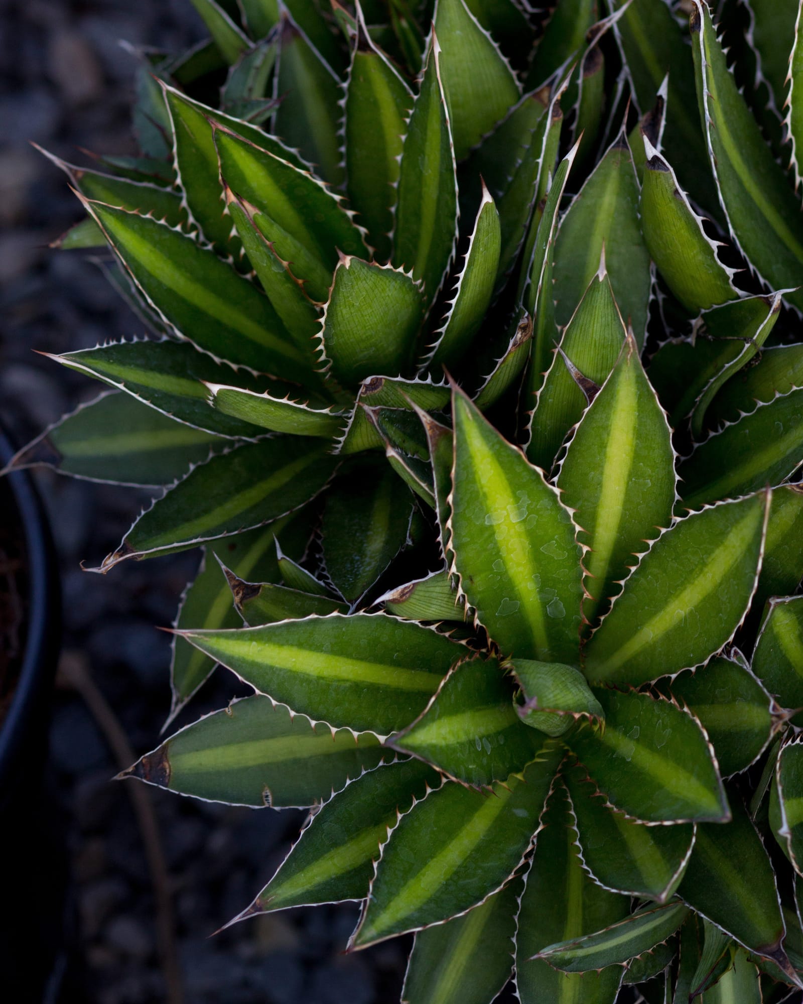 Splendida Agave - view 5