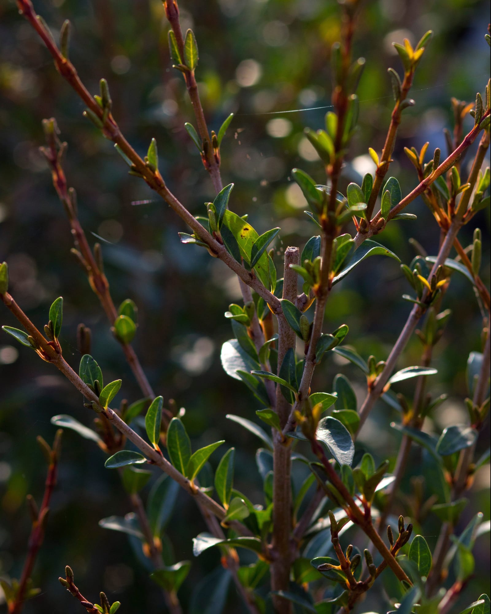 Walter's Viburnum - view 2