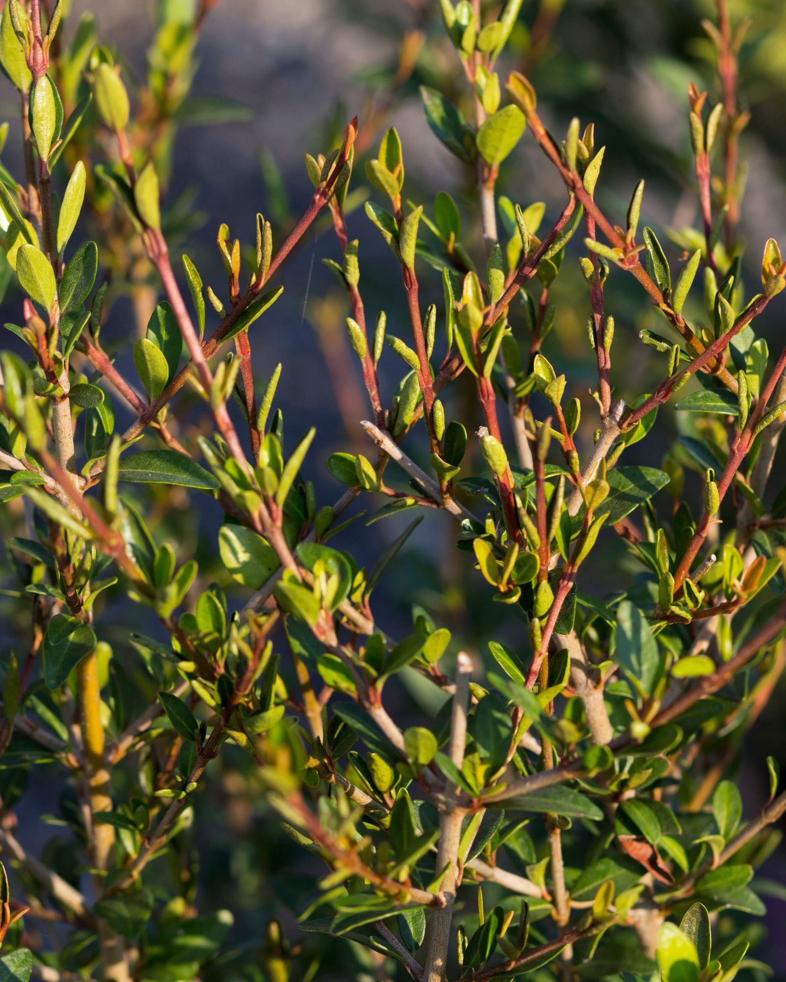 Walter's Viburnum - view 3