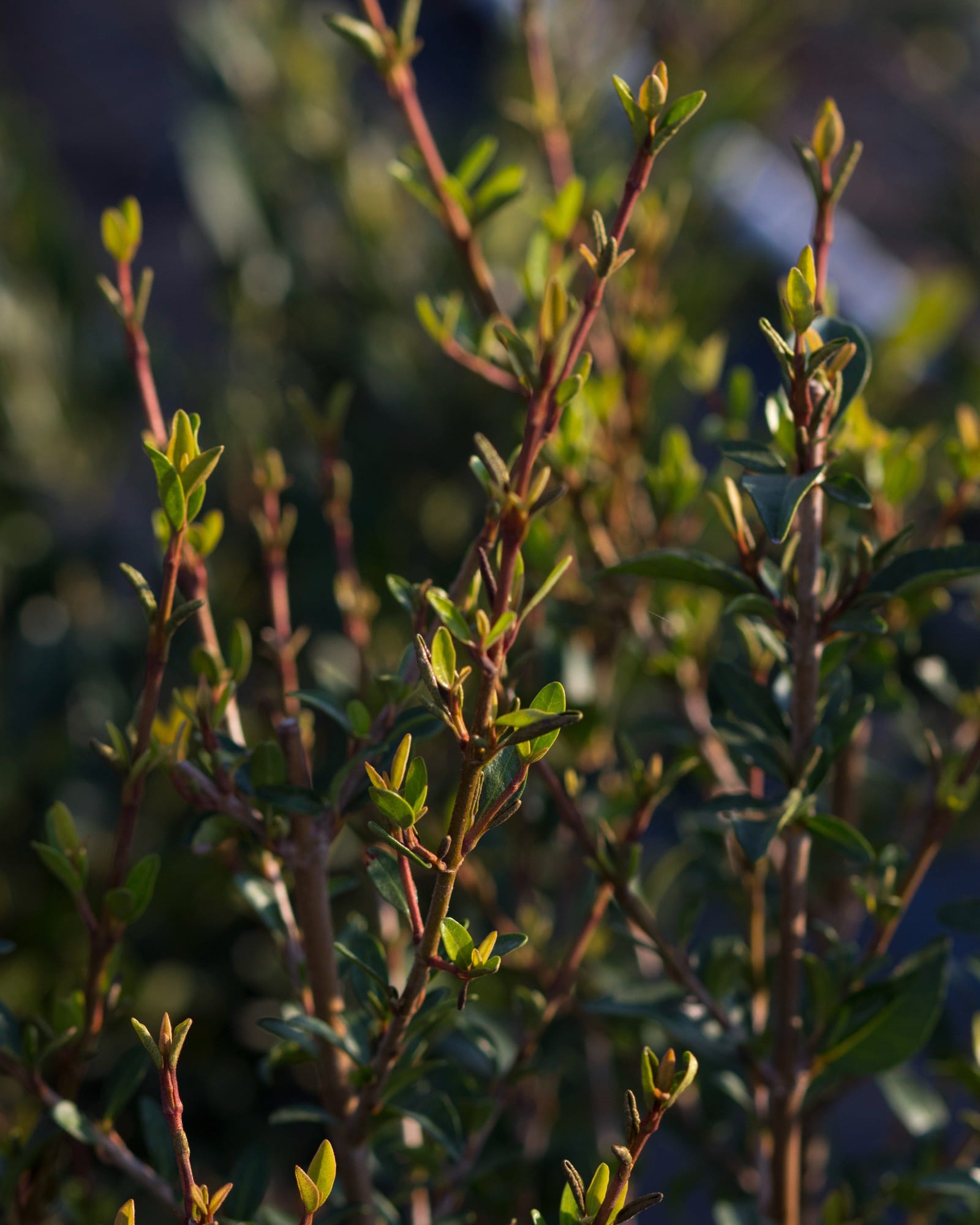 Walter's Viburnum - view 4