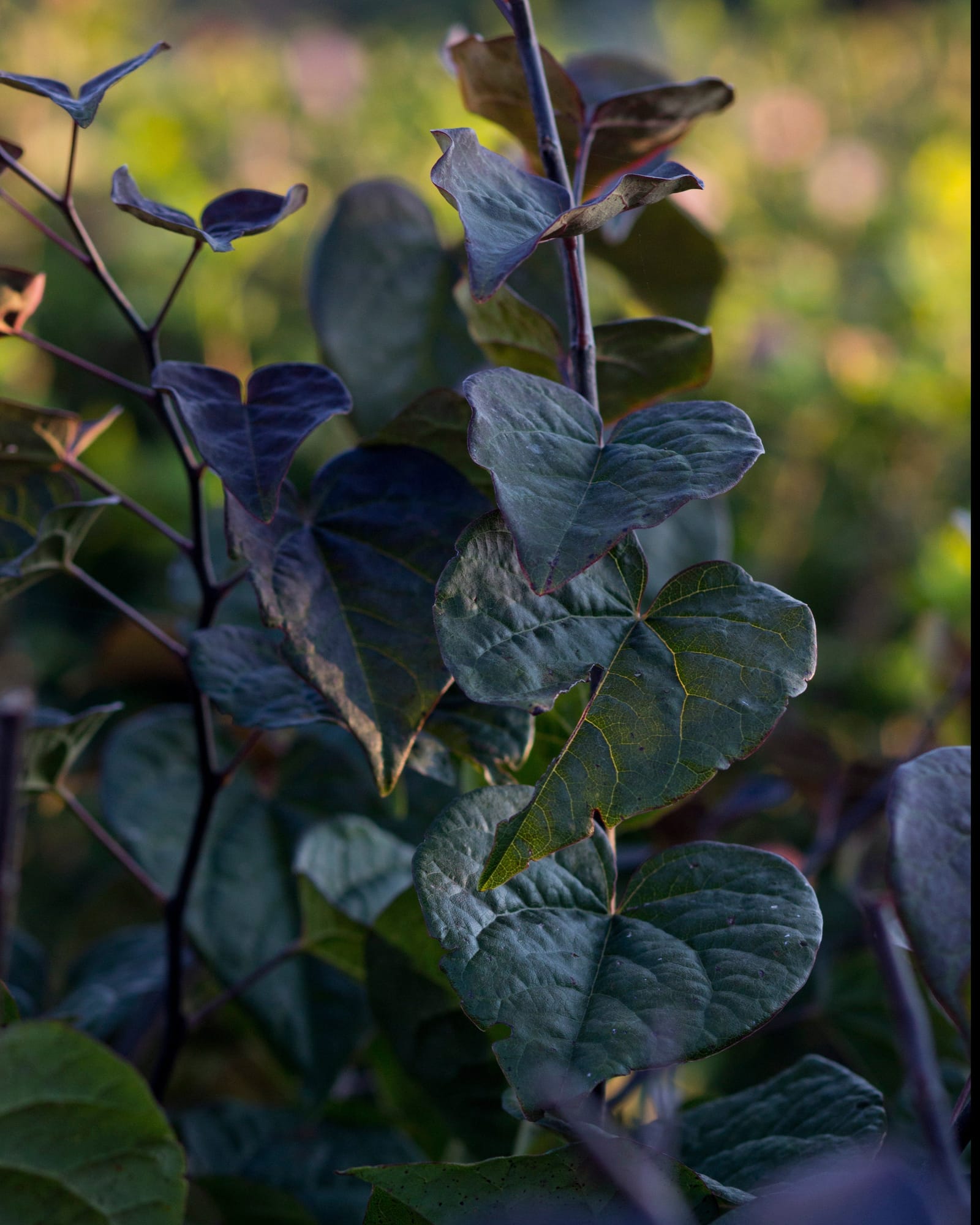 Amethyst Redbud - view 3