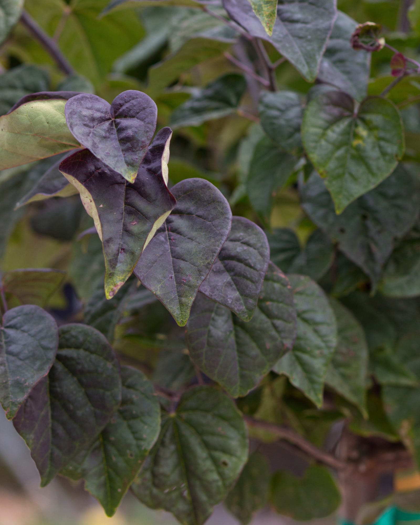 Amethyst Redbud - view 4