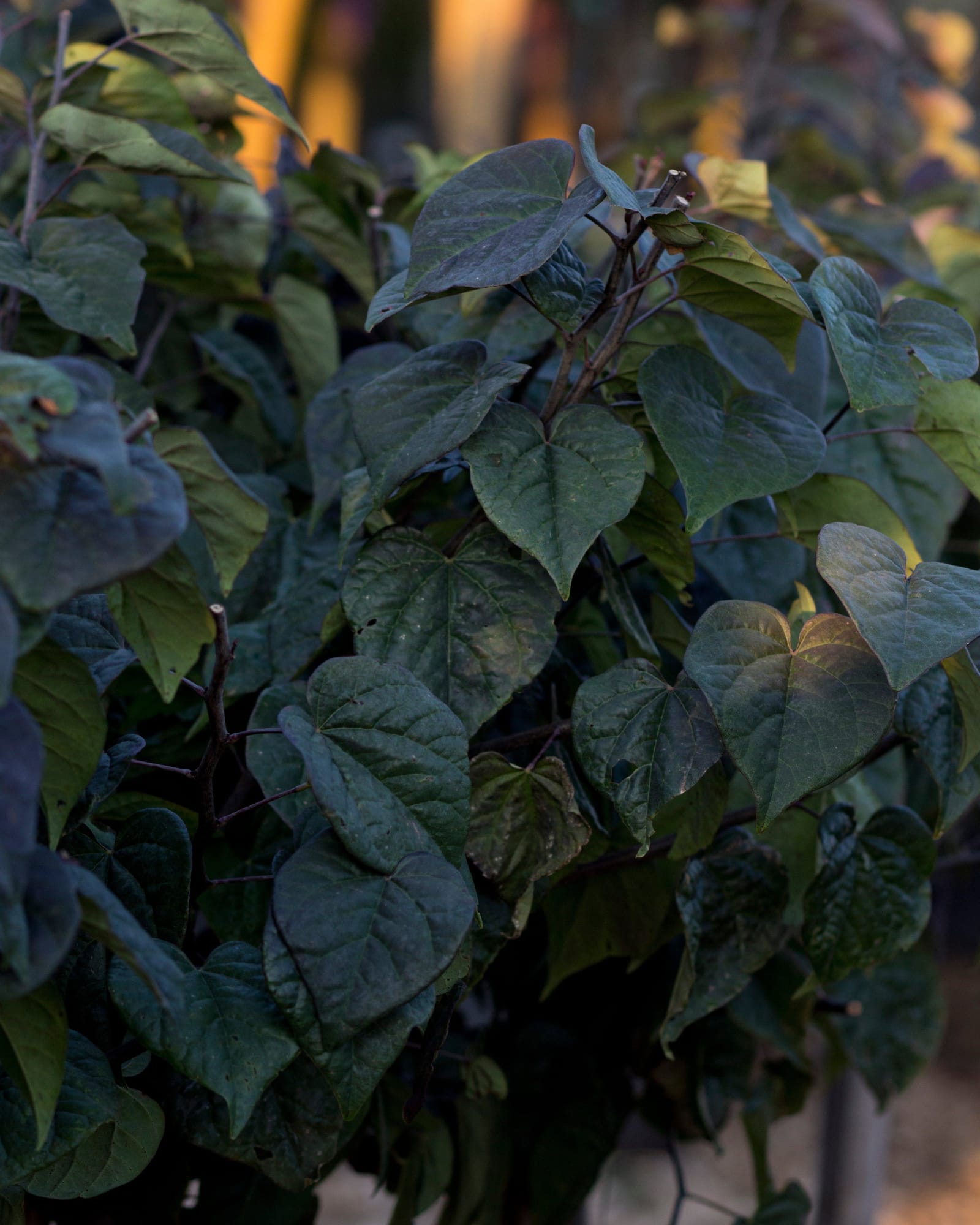 Amethyst Redbud - view 5