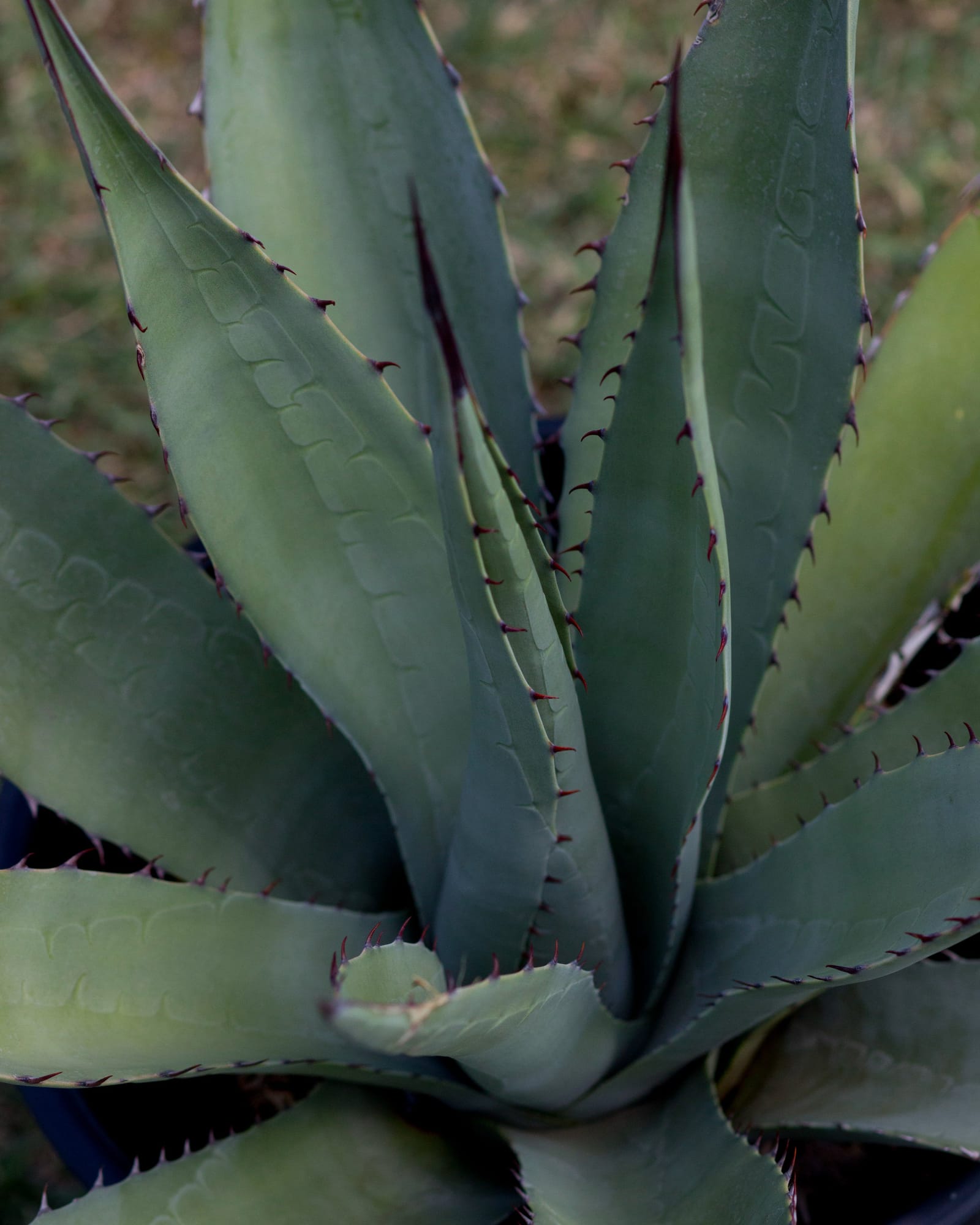Goldenflower Agave