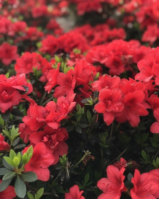 Encore Azalea Autumn Fire
