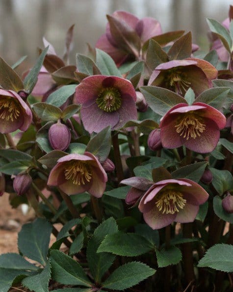 Frostkiss Dana's Dulcet Helleborus - Main Image