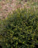 Micron Holly thumbnail 1