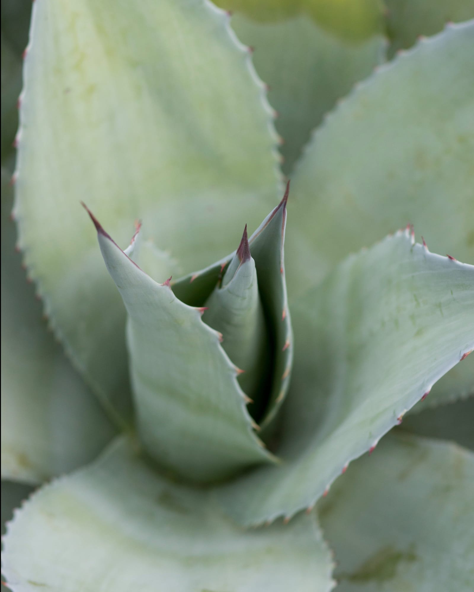 Vanzie Agave - view 3