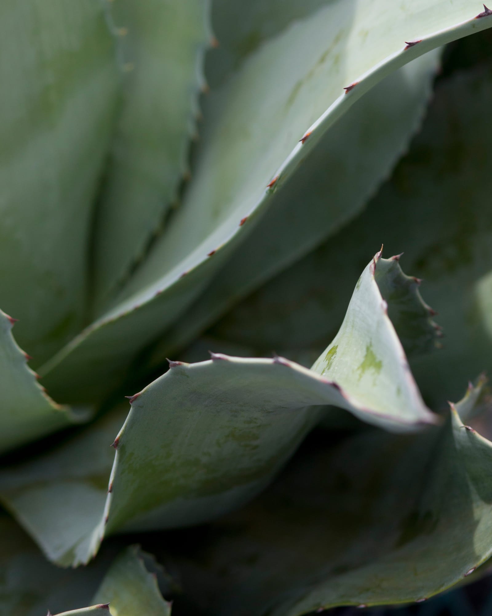 Vanzie Agave - view 4