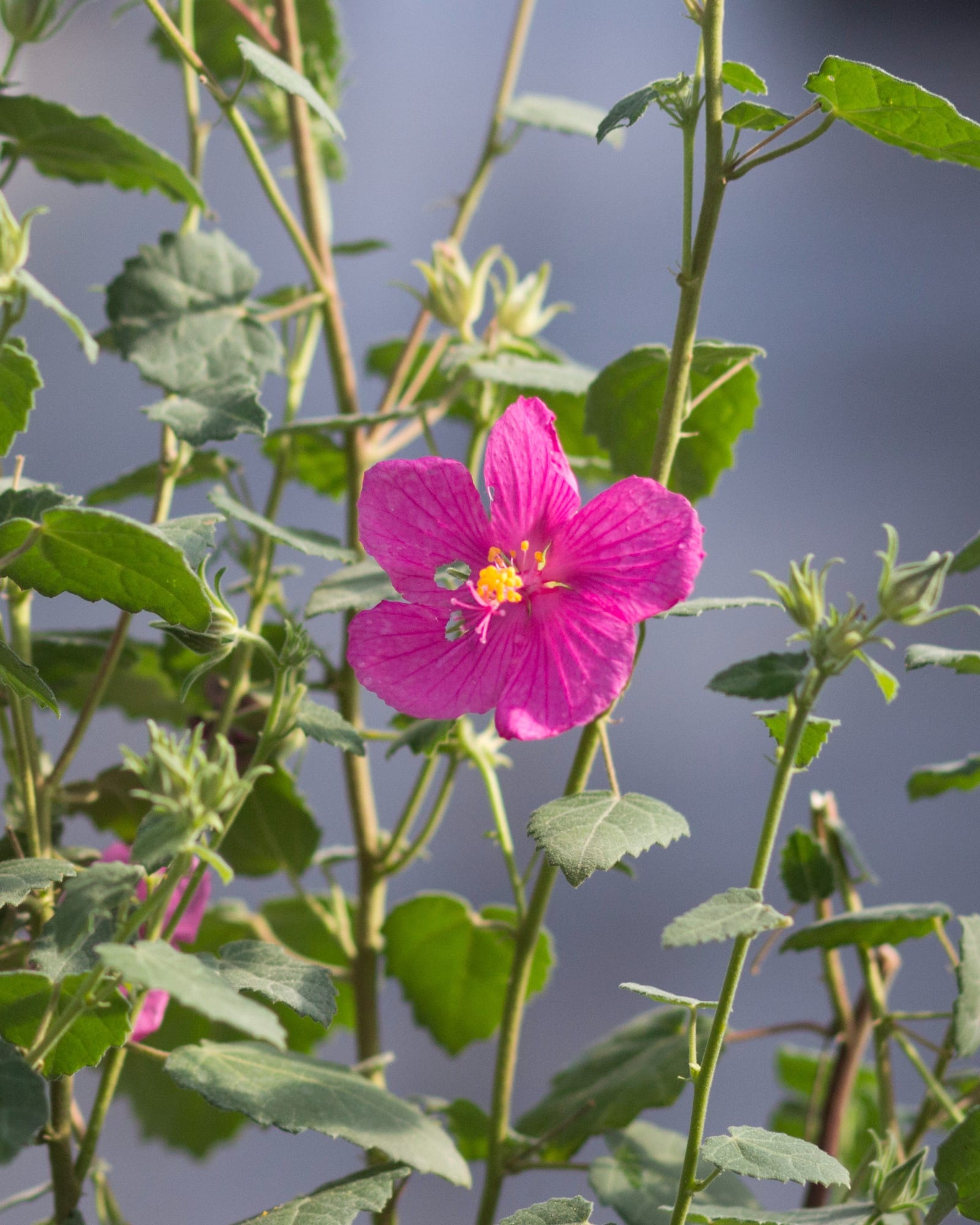 Rock Rose Pavonia