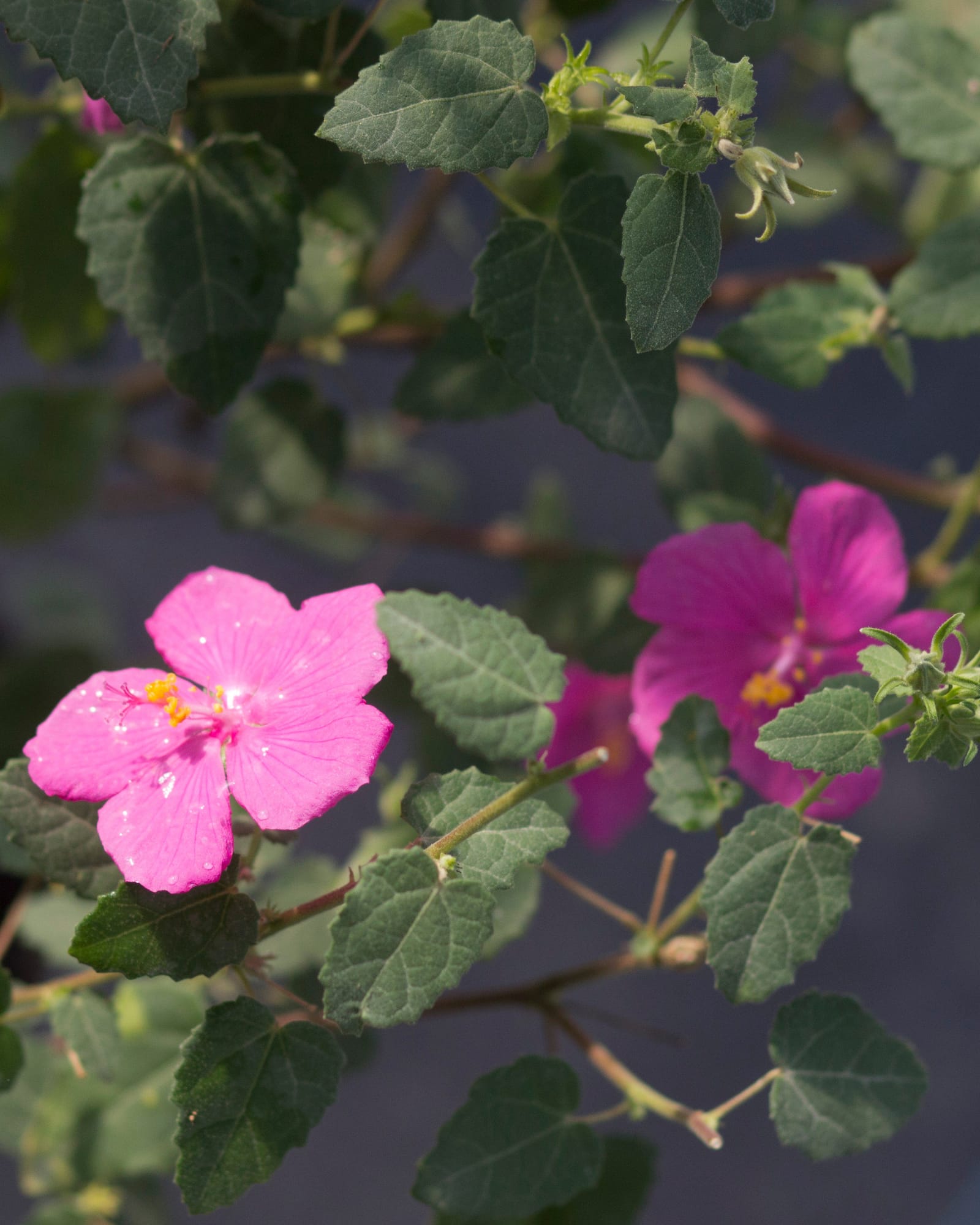 Rock Rose Pavonia - view 2