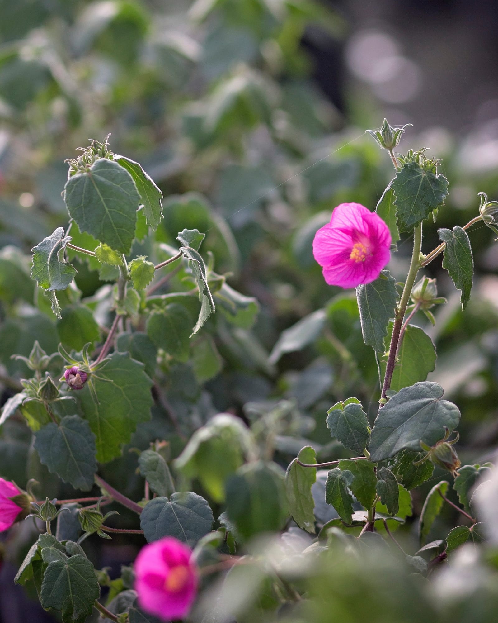 Rock Rose Pavonia - view 3