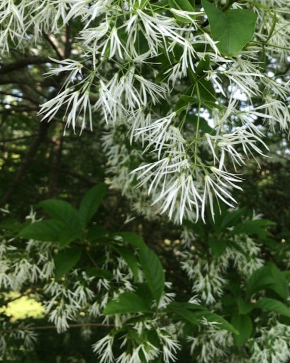Spring Fleecing Fringe Tree
