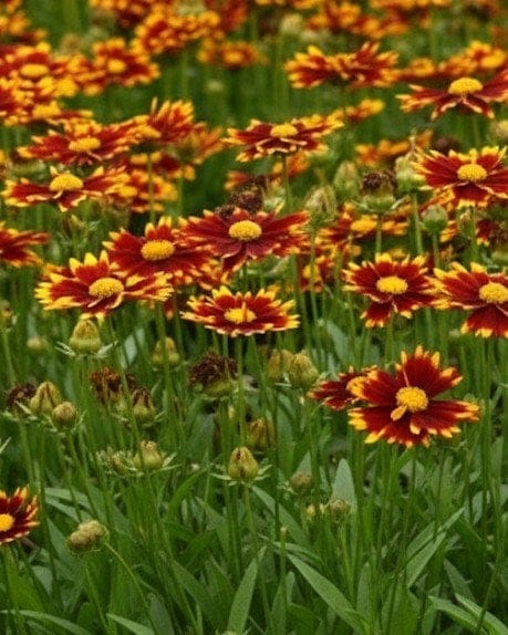 Uptick Red Coreopsis - Main Image