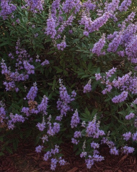 Vitex Summertime Blues