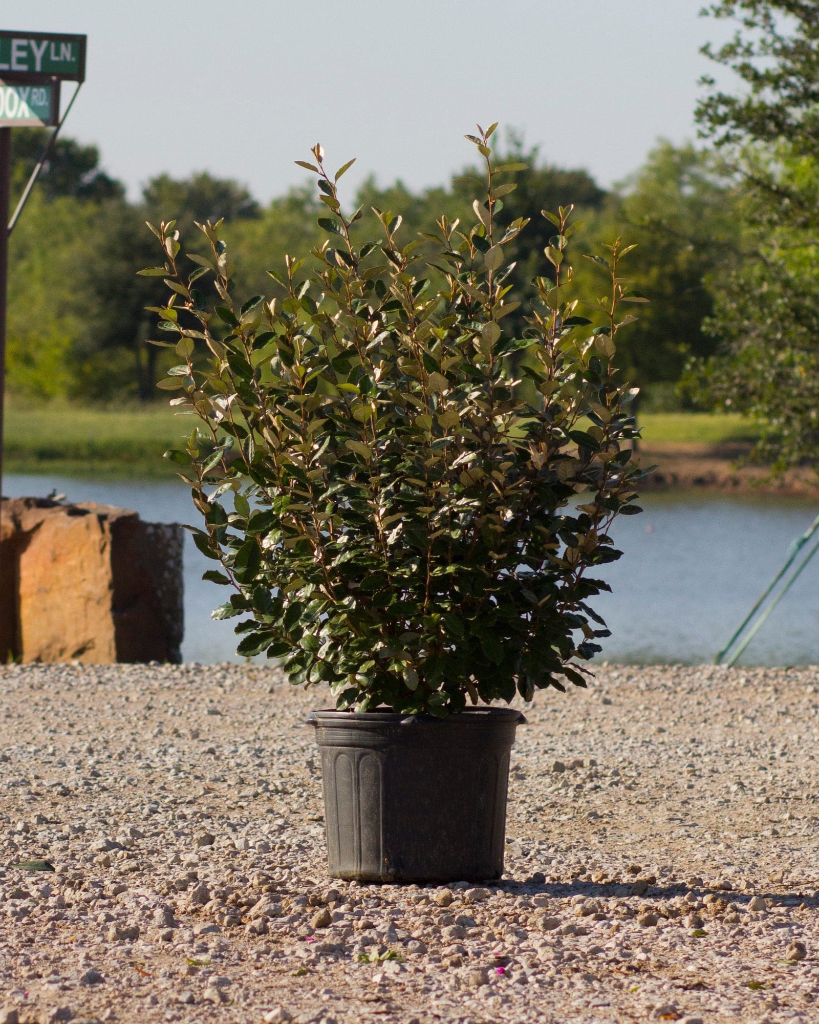 Elaeagnus - view 2