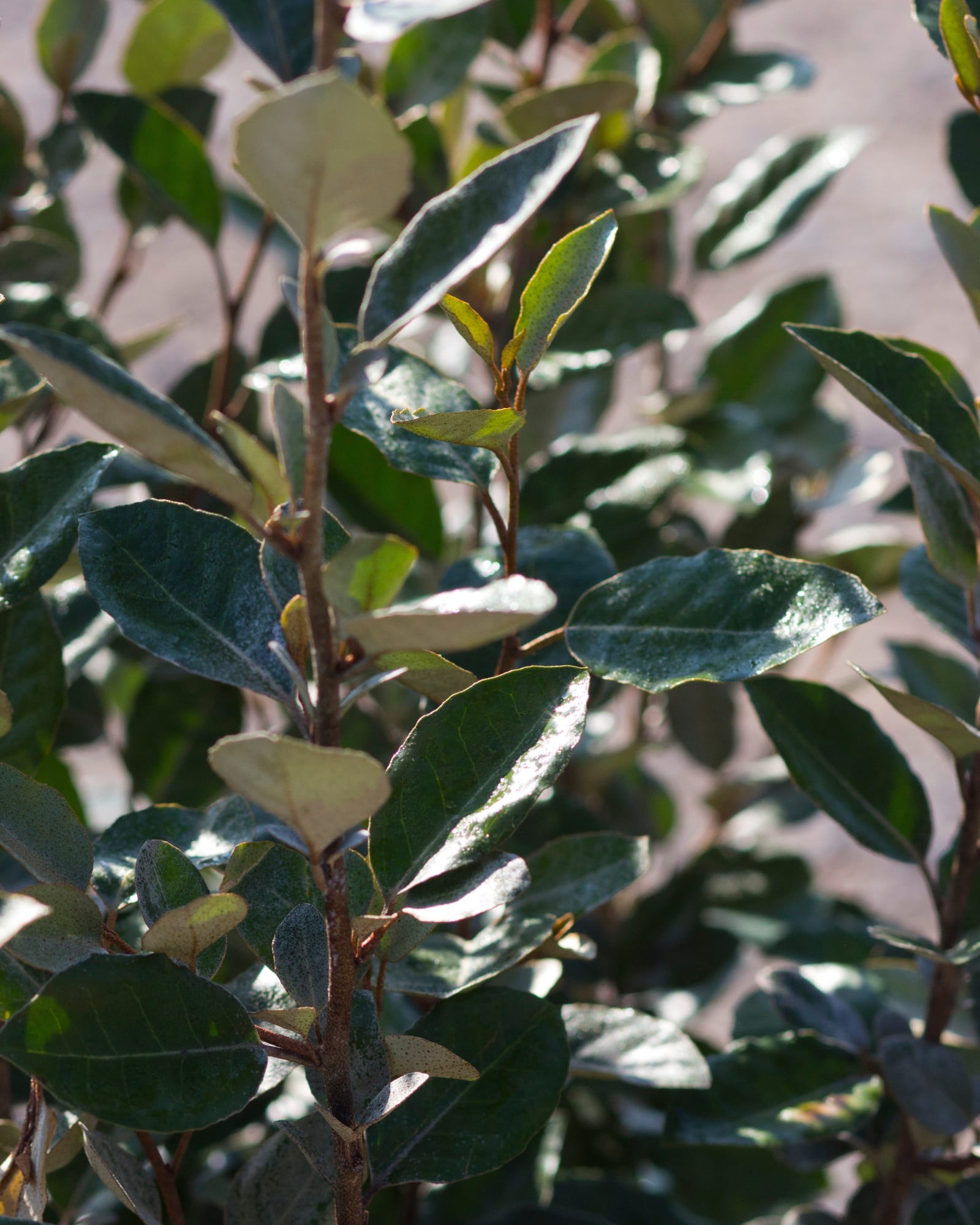 Elaeagnus - view 3