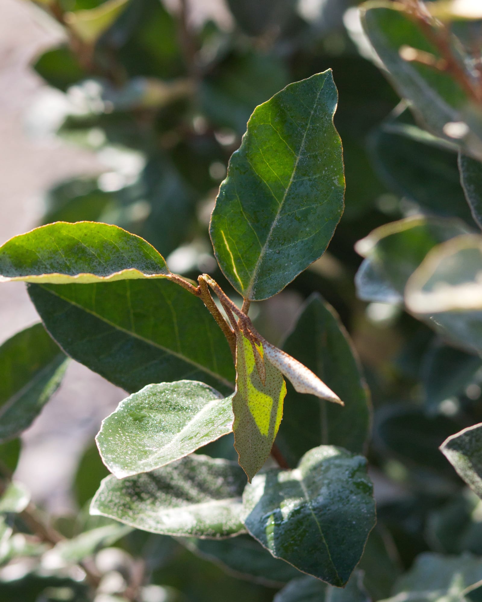 Elaeagnus - view 4