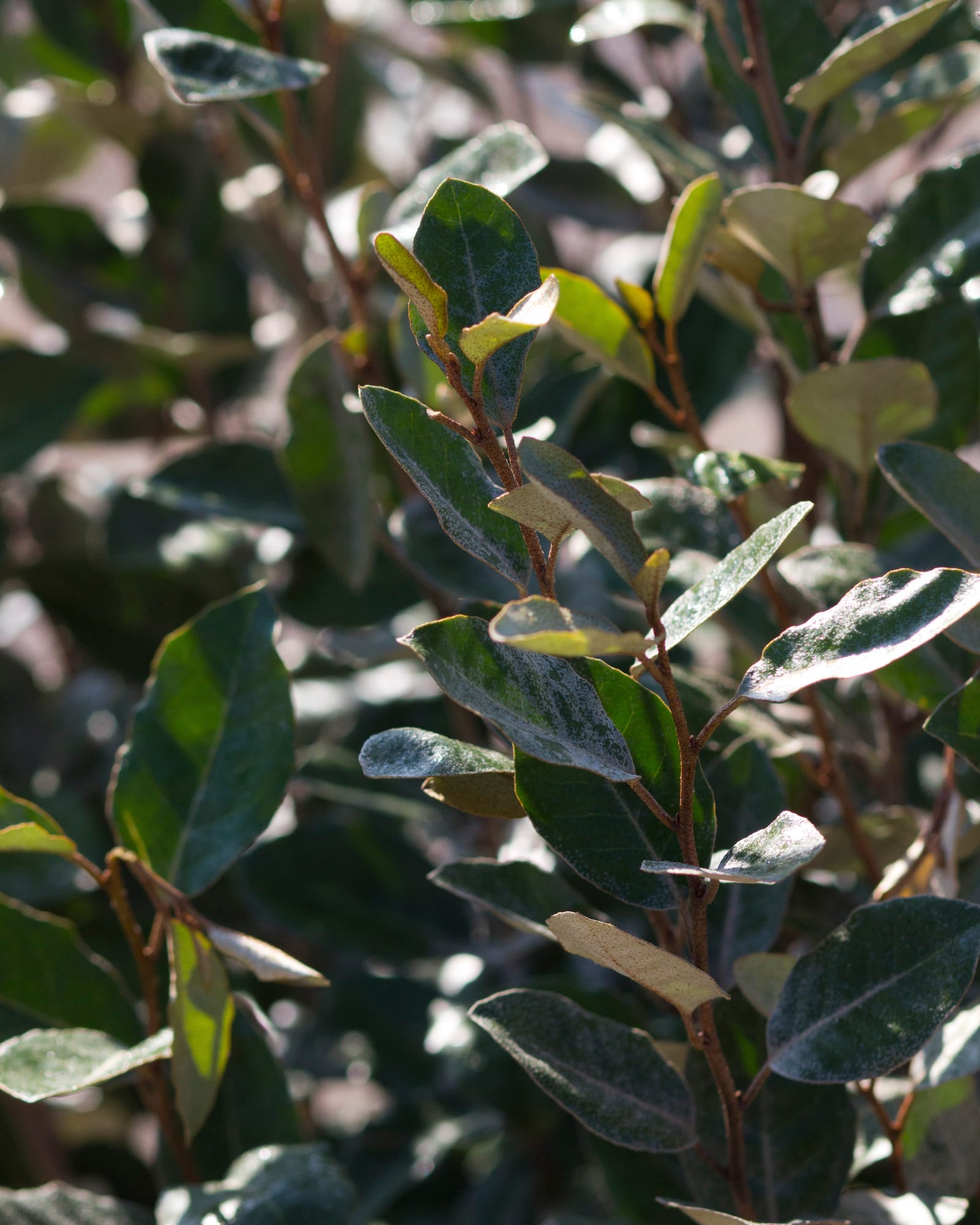 Elaeagnus - view 5