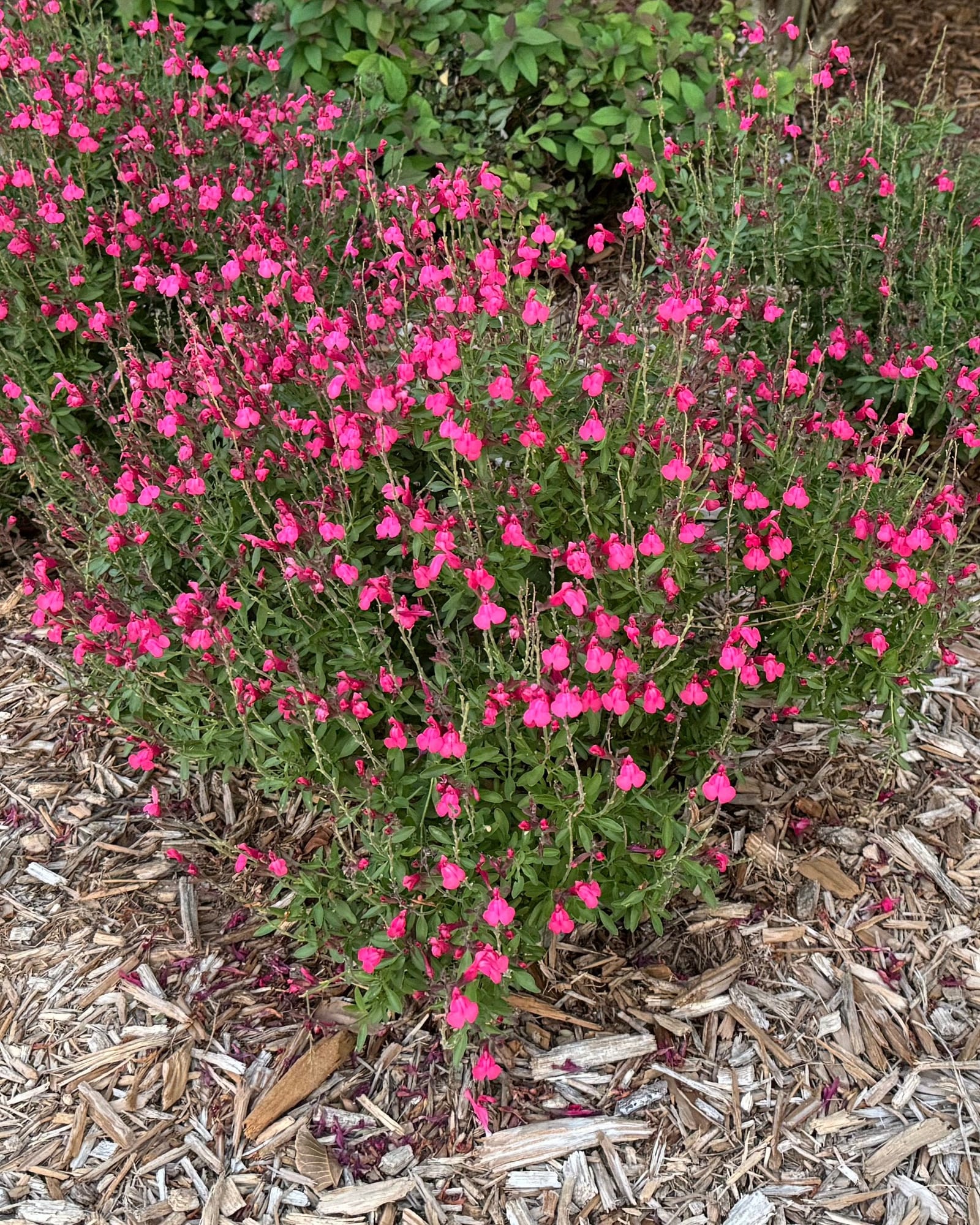 Hot Pink Salvia Greggii