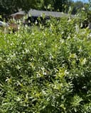White Flame Salvia Greggii thumbnail 1
