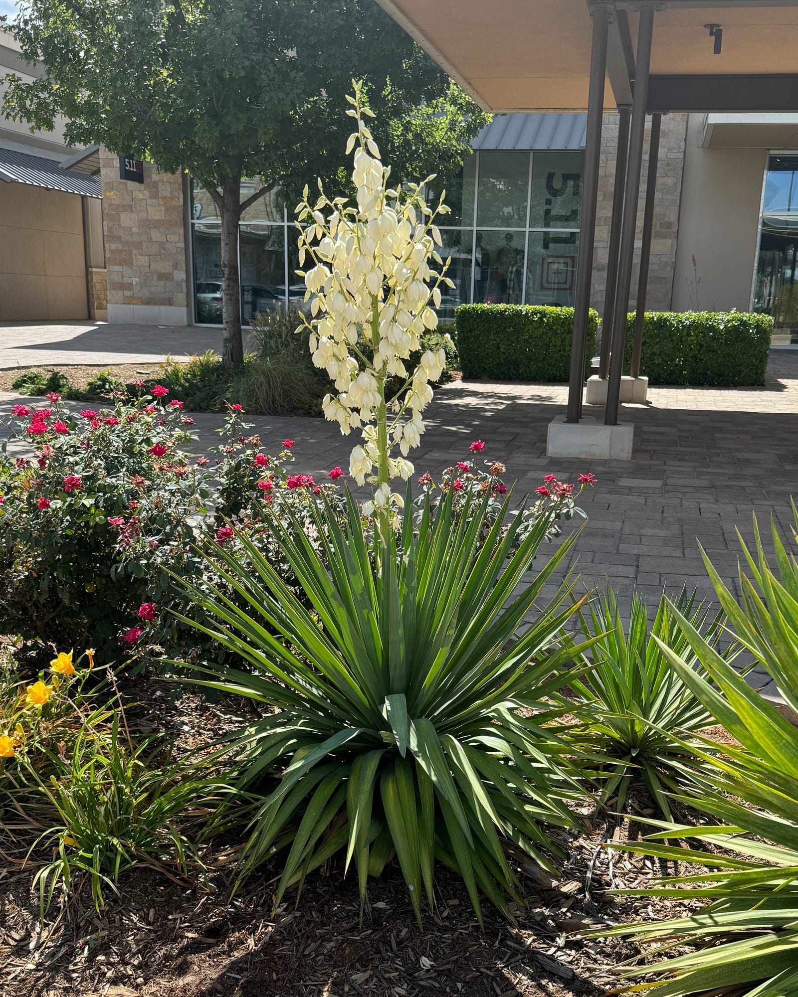 Spanish Dagger Yucca