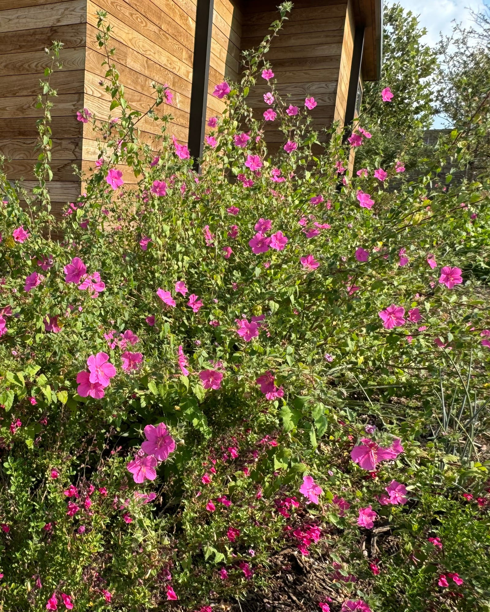 Rock Rose Pavonia - view 4