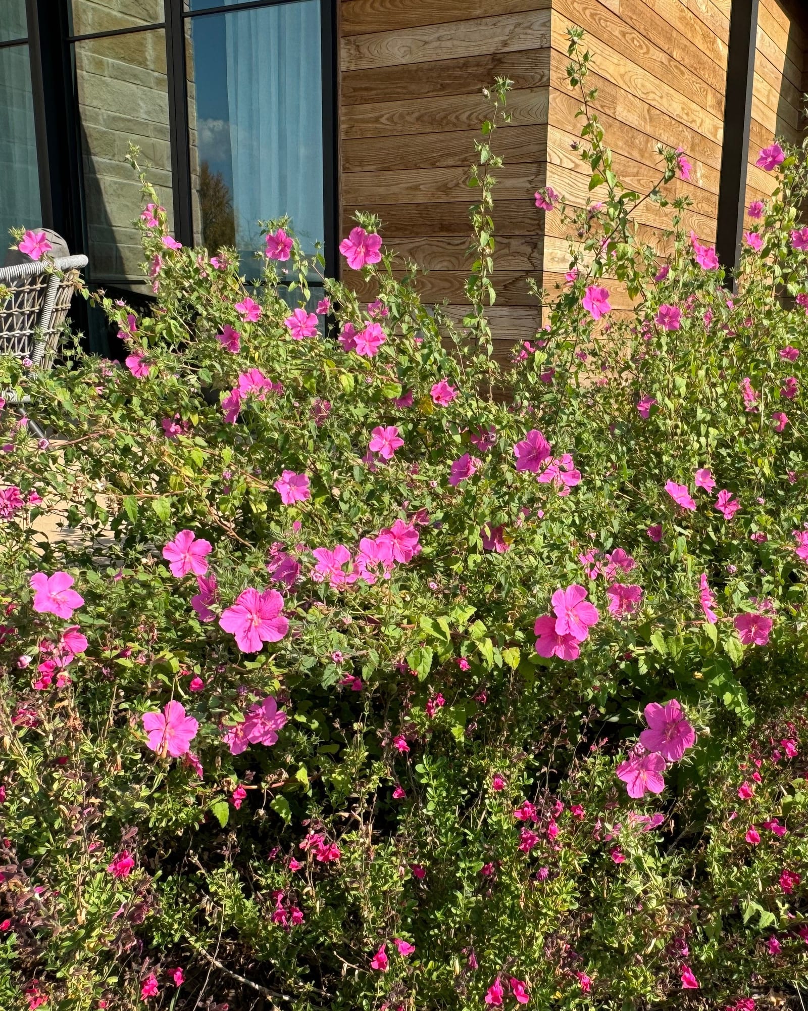 Rock Rose Pavonia - view 5