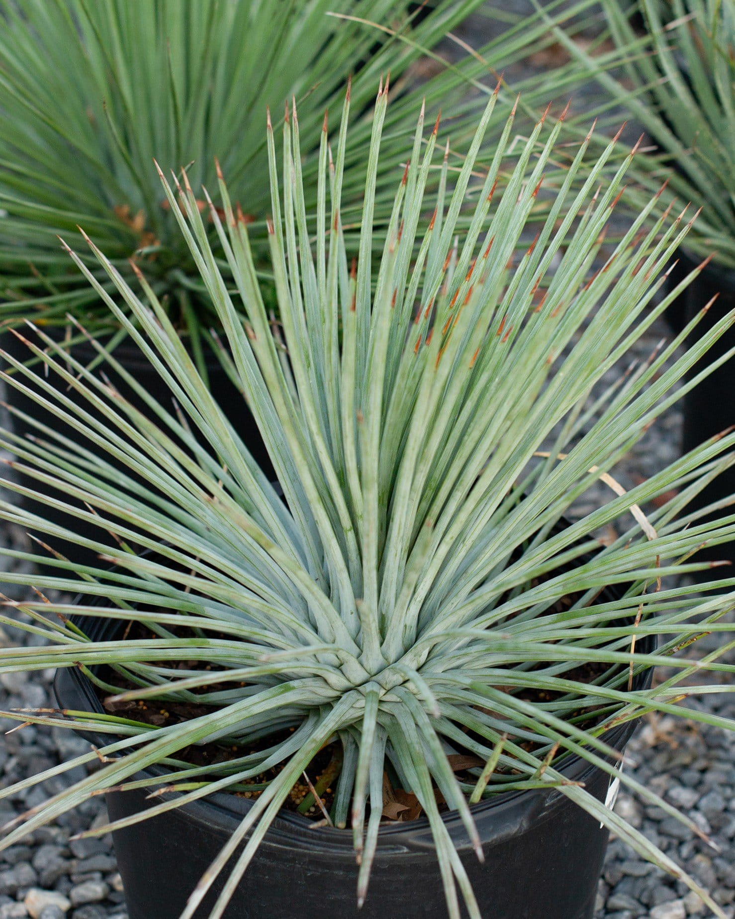 Narrow Leaf Agave Azul