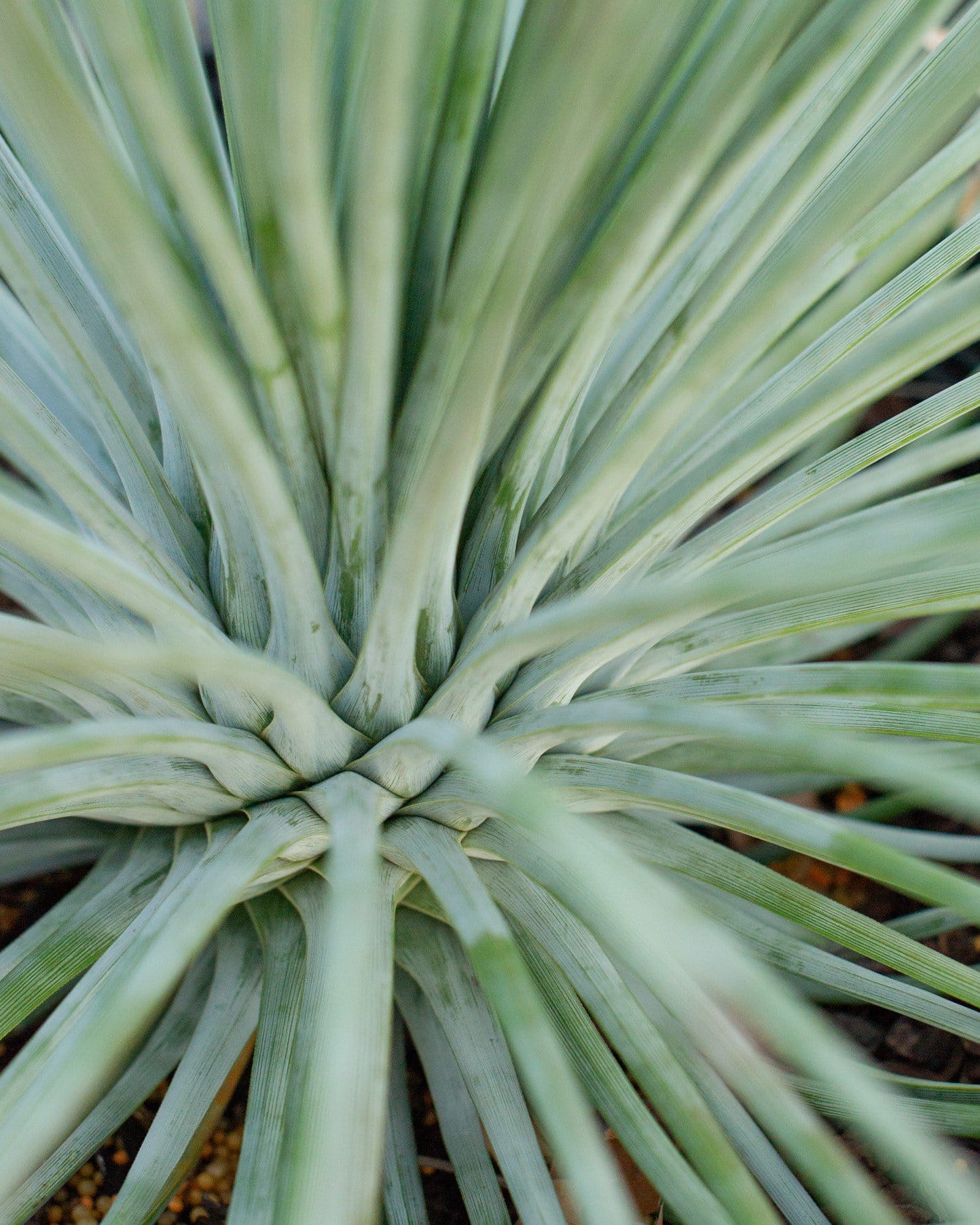 Narrow Leaf Agave Azul - view 2