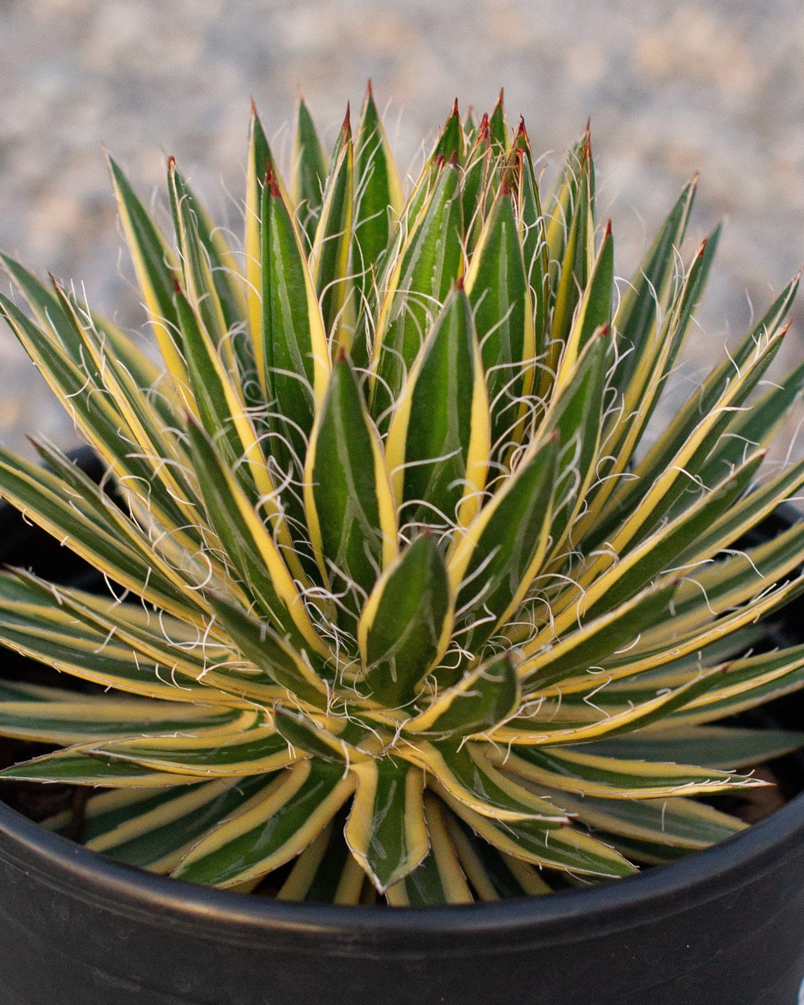 Royal Flush Agave