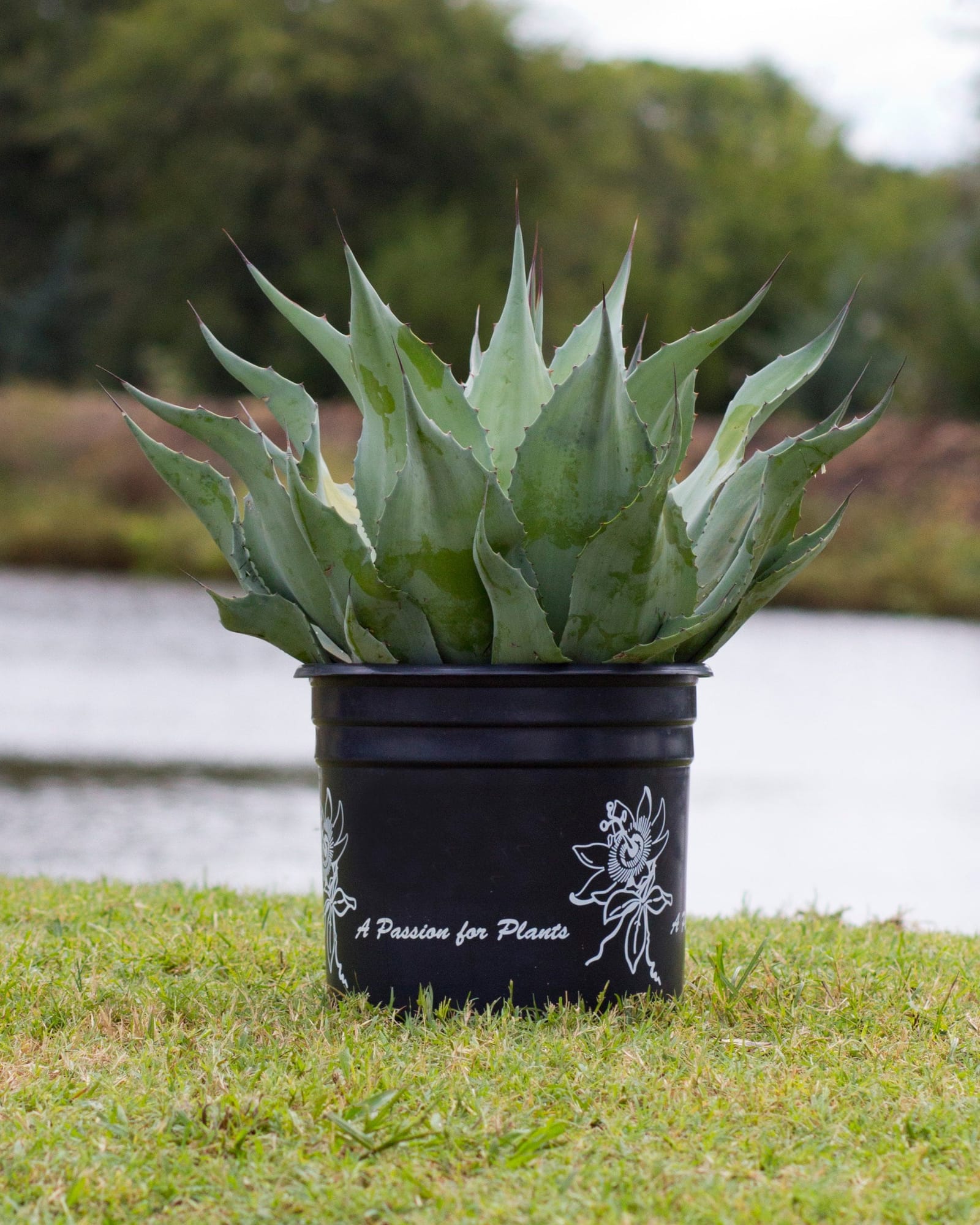 Vanzie Agave - view 5