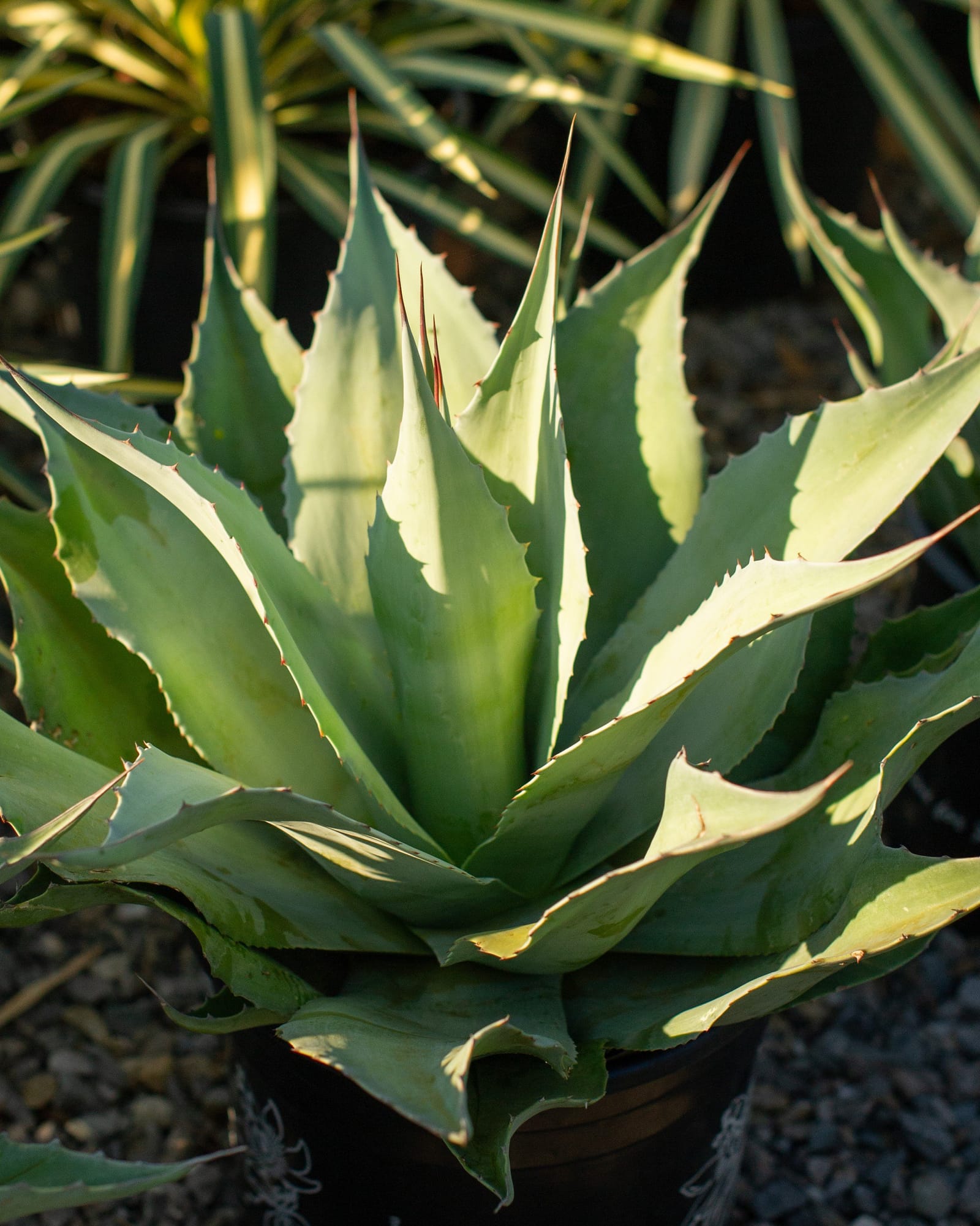 Vanzie Agave