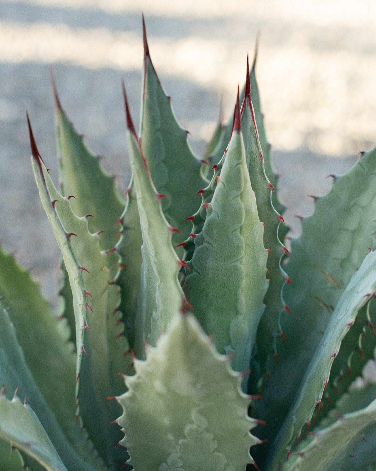 Palmer's Agave - view 2