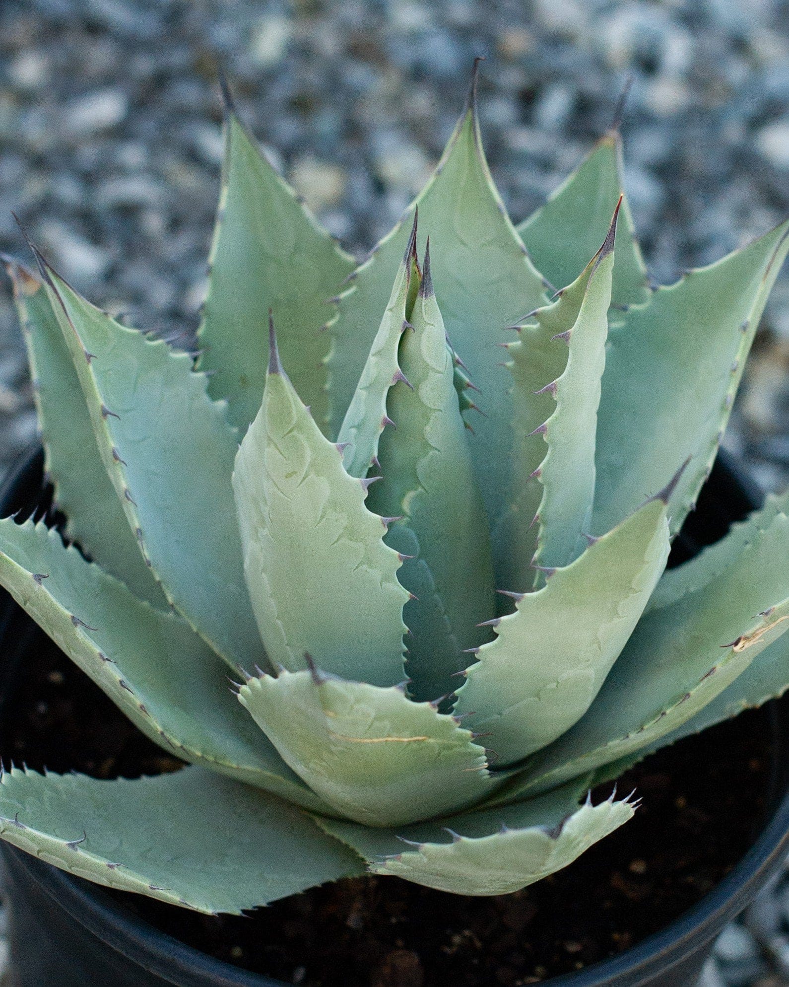 Parry's Agave