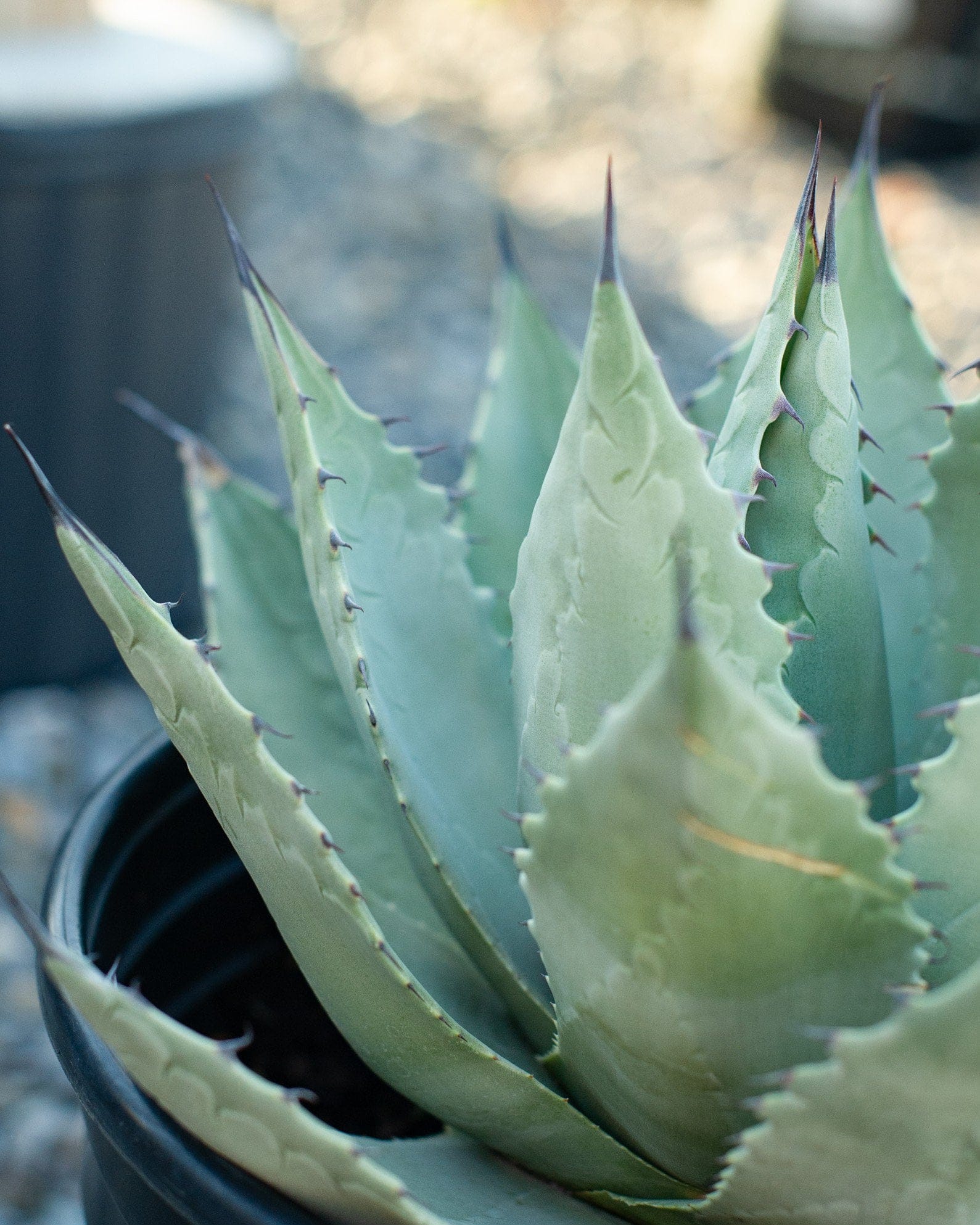 Parry's Agave - view 2