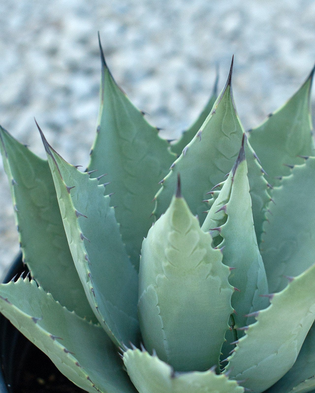 Parry's Agave - view 3