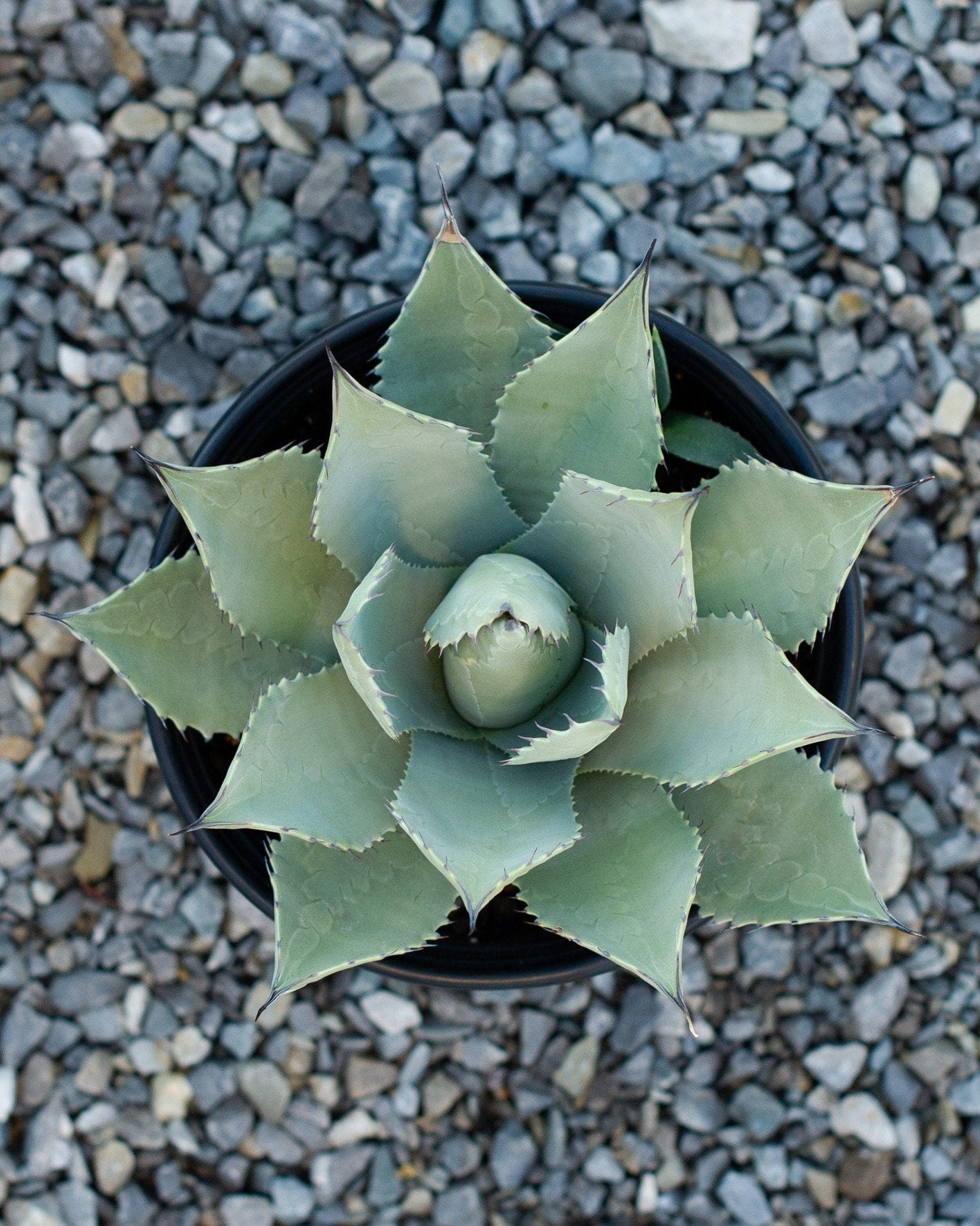 Parry's Agave - view 4