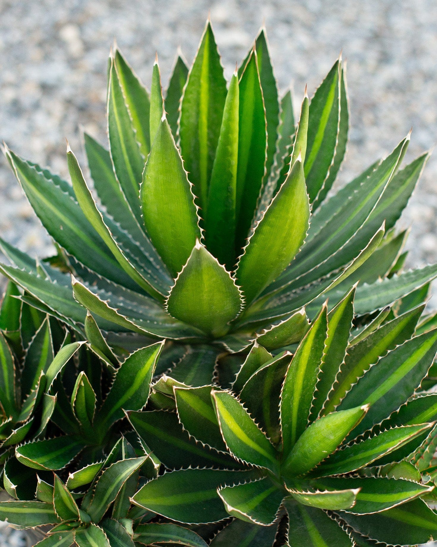 Splendida Agave