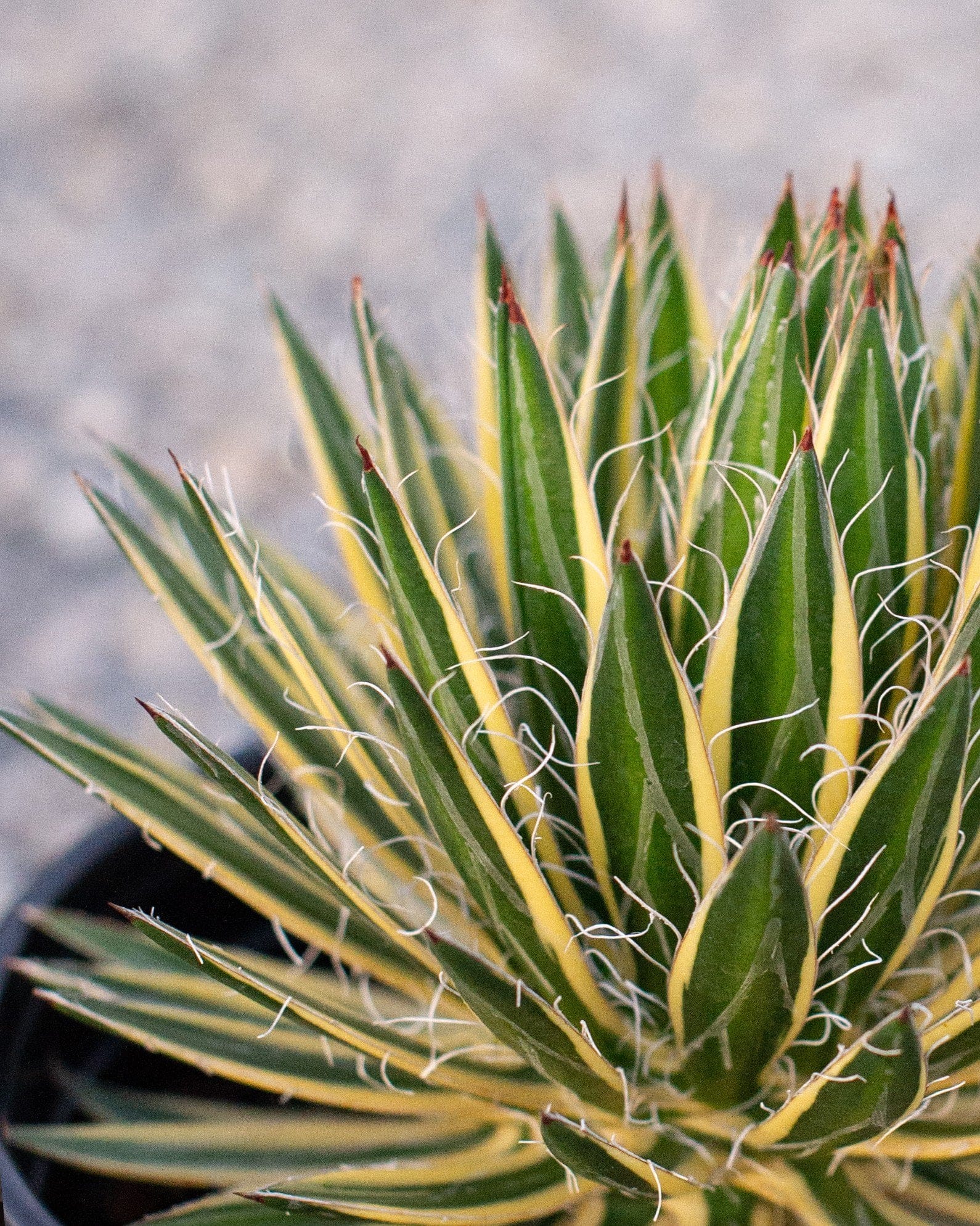 Royal Flush Agave - view 2