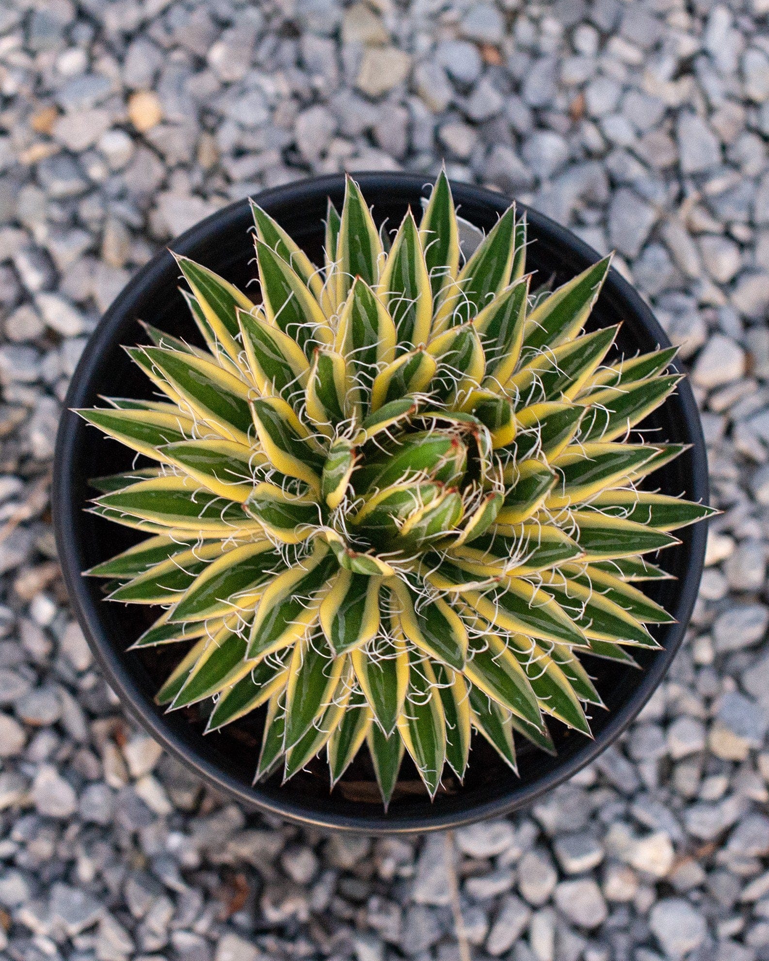 Royal Flush Agave - view 3