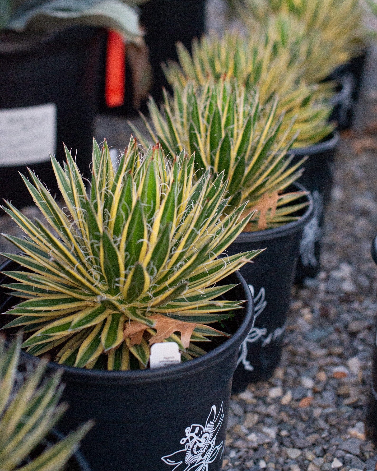 Royal Flush Agave - view 4