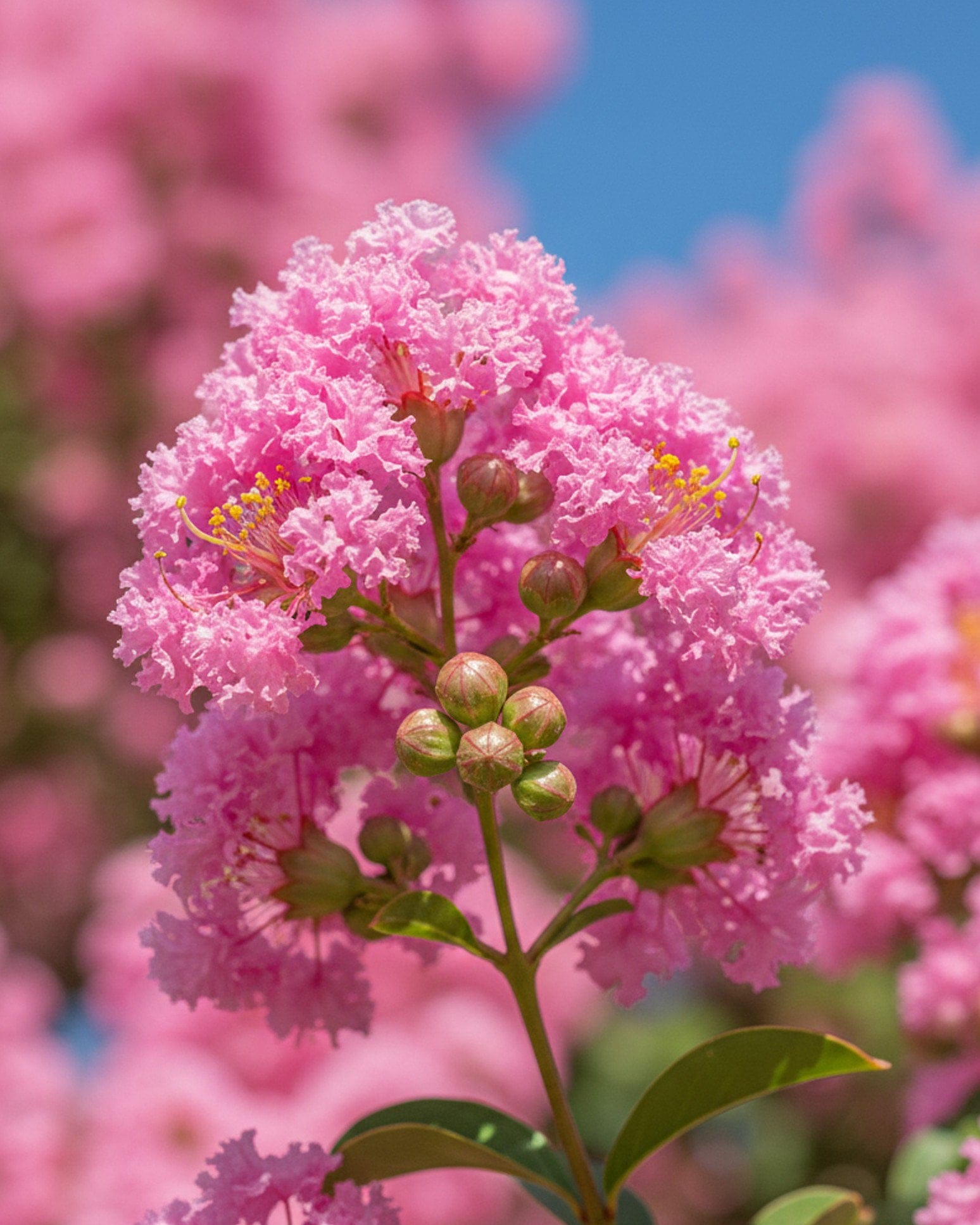 Basham's Party Pink Crape Myrtle
