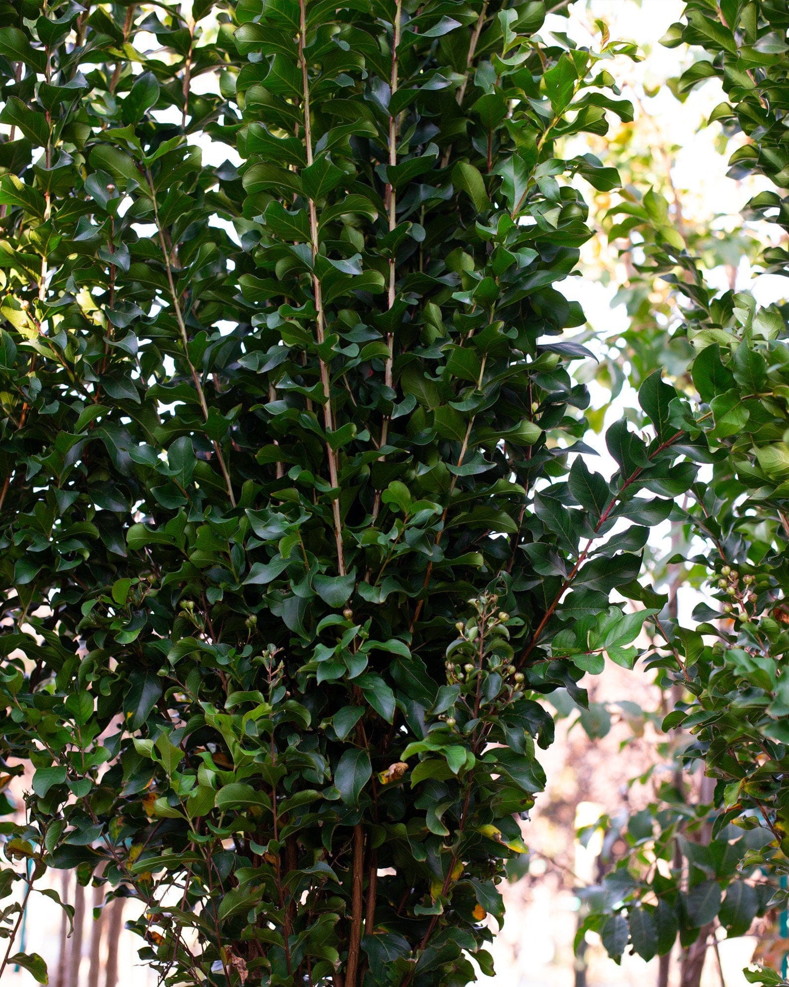 Colorama Coral Crape Myrtle - view 2