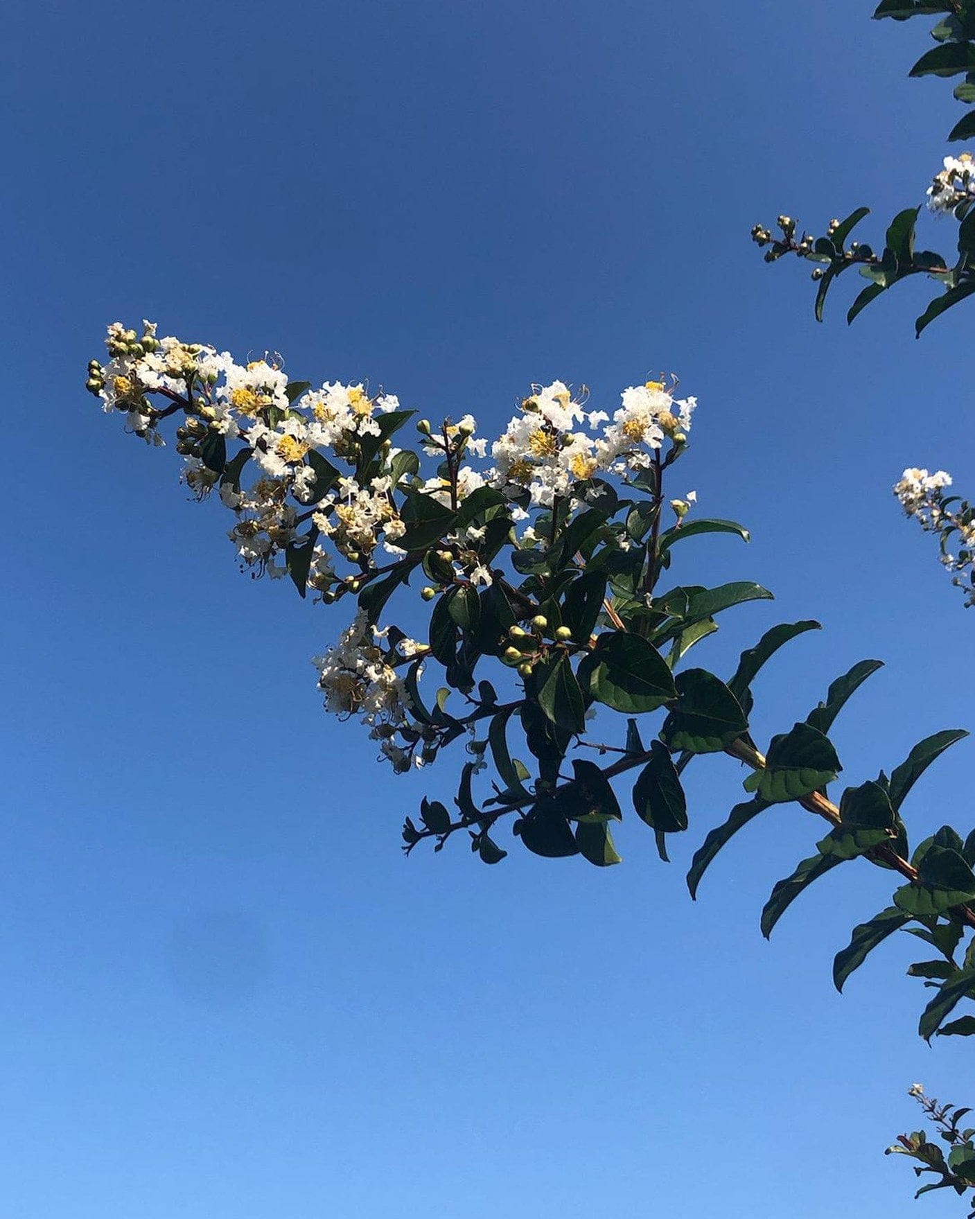 Colorama Pearl Crape Myrtle - view 2