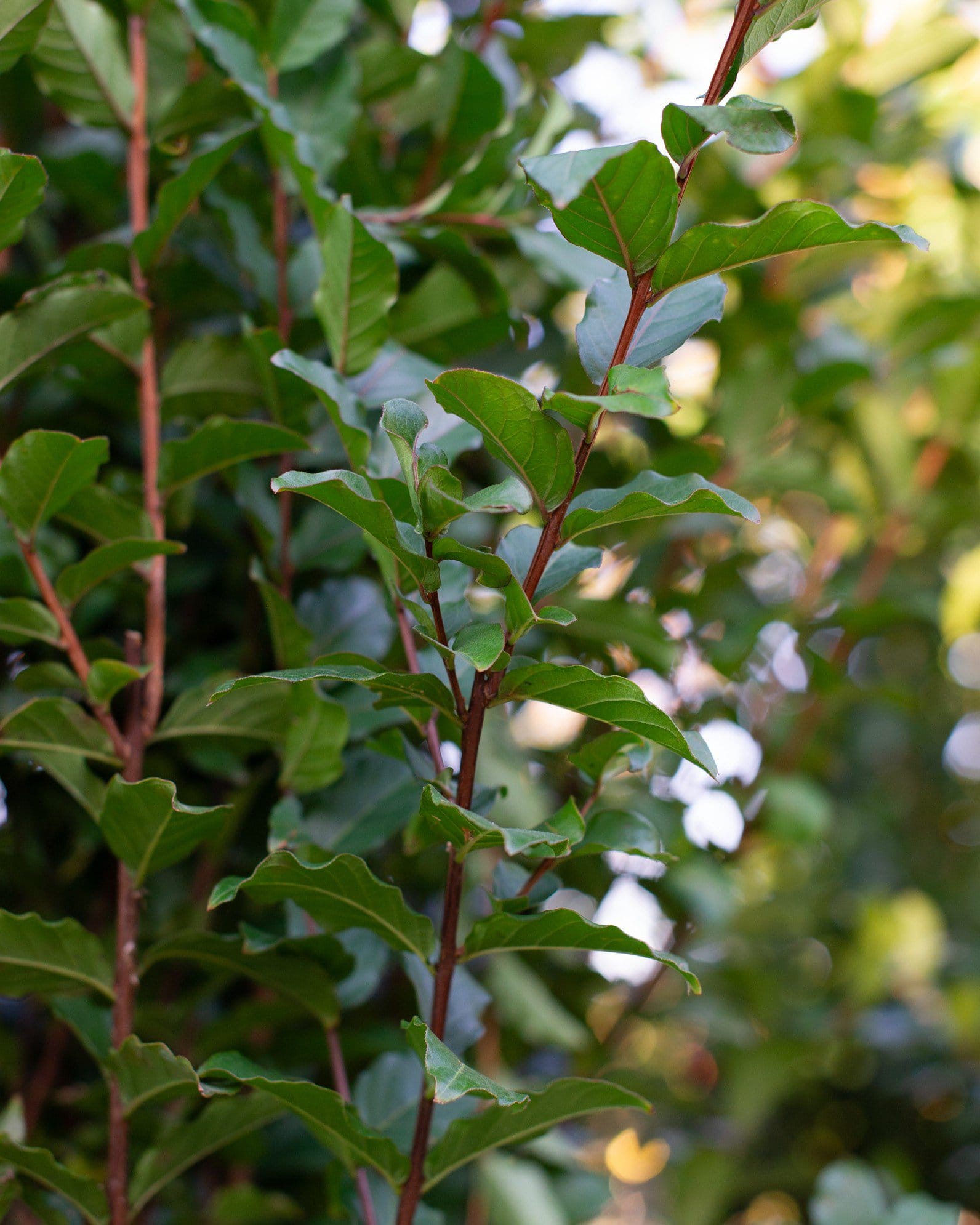 Colorama Pearl Crape Myrtle - view 3