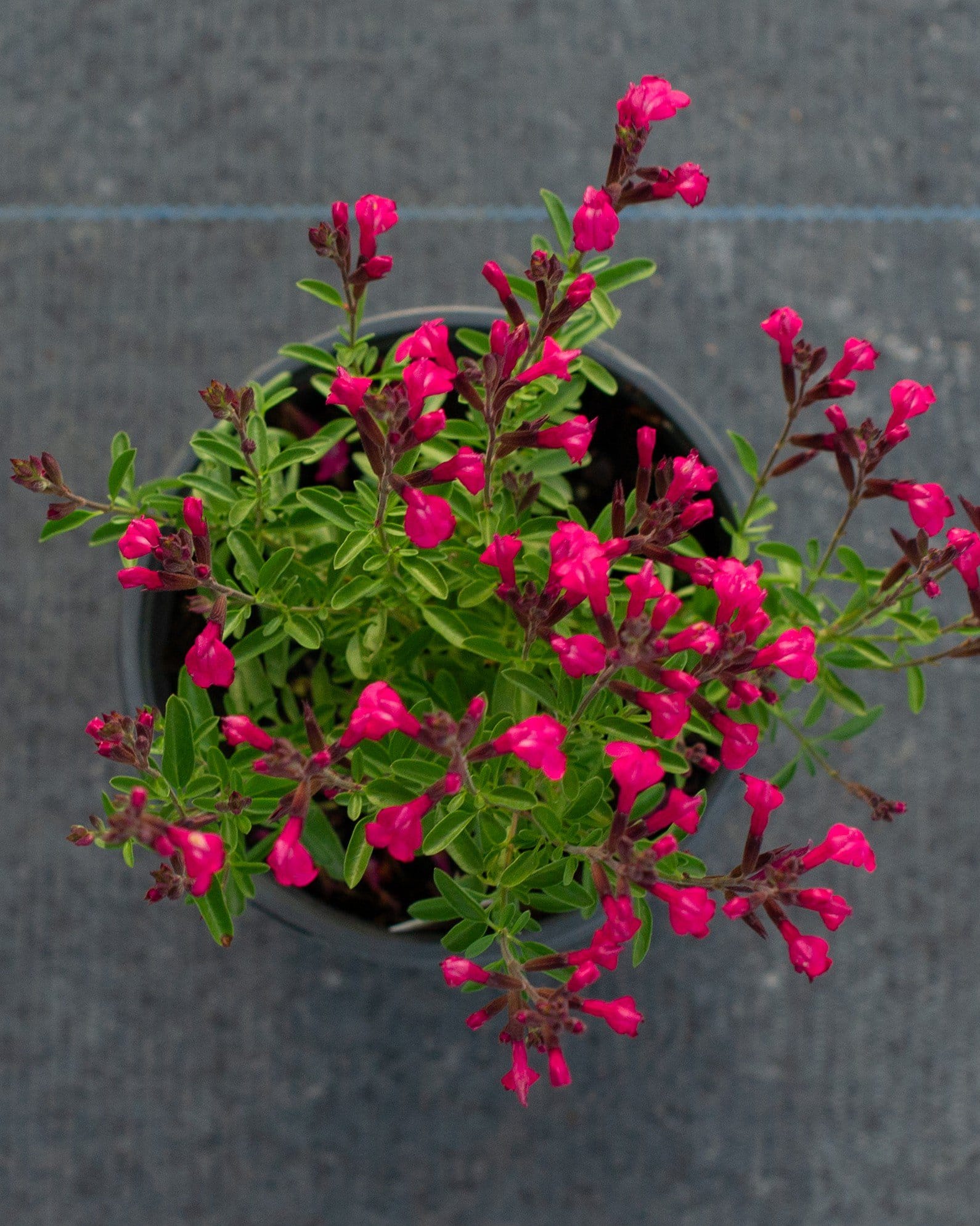 Arctic Blaze Fuchsia Salvia - view 3